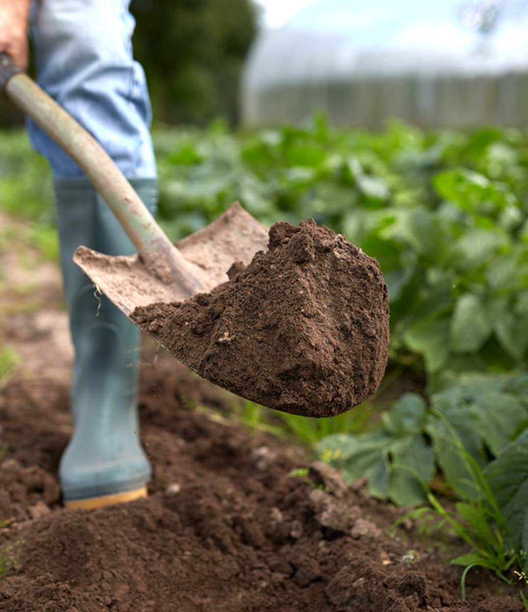 Gardener shoveling soil.