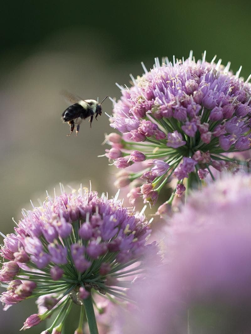 A bee hovering over a purple allium flower.