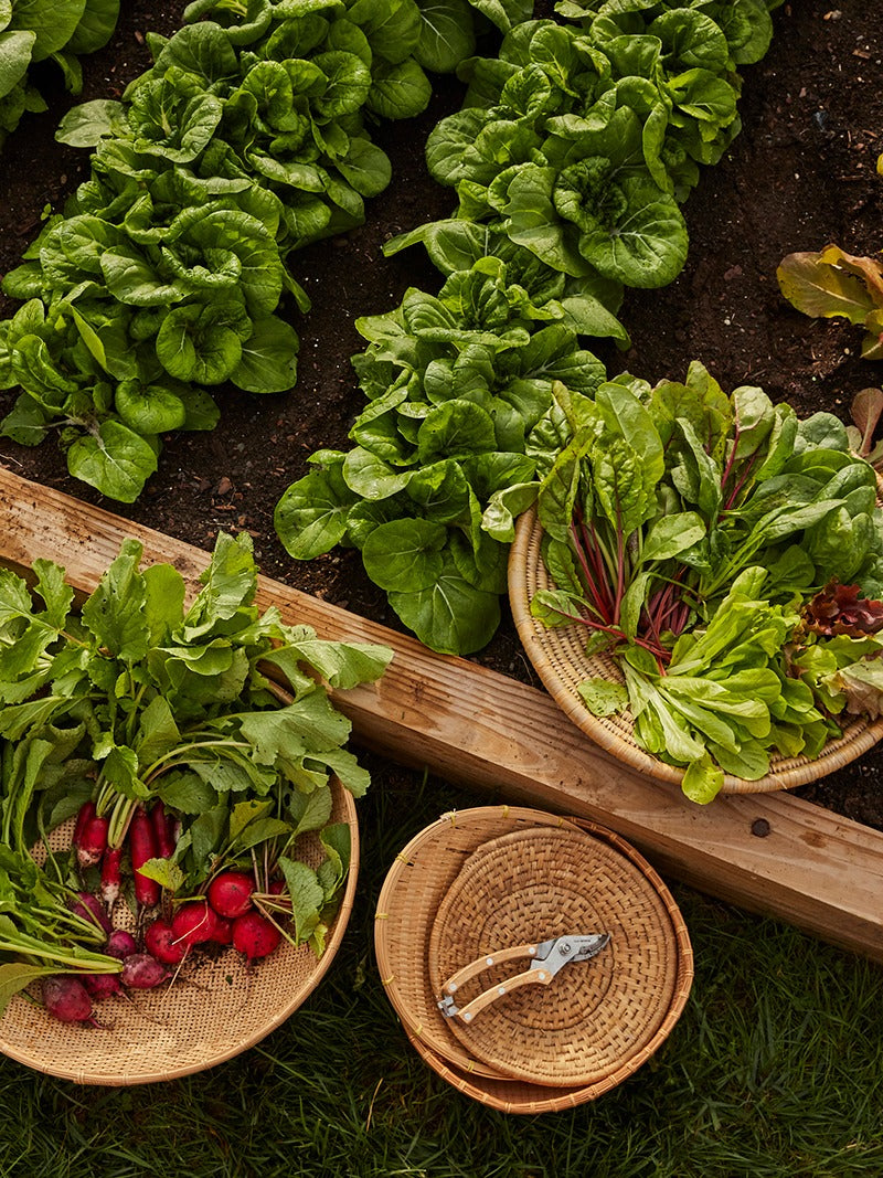 10 Best Vegetables for Beginner Gardeners to Grow post image