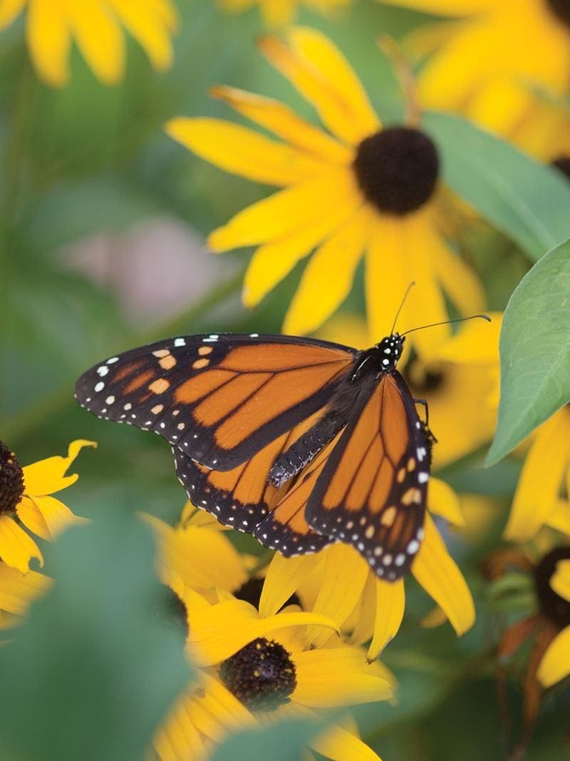 Monarch butterfly flying near a coreopsis flower.