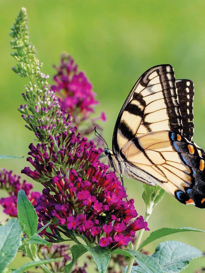 How to Divide Perennials: A Guide to Healthy and Happy Plants