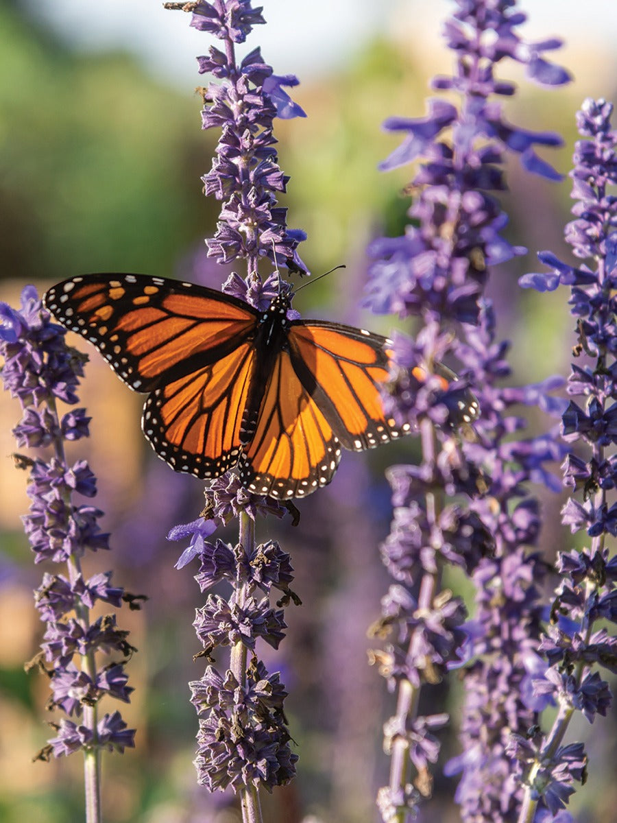Pollinators and Our Gardens - Birds, Bees, Butterflies and More