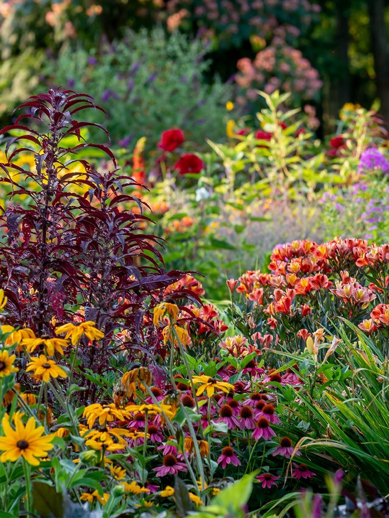 Flower garden with annuals and perennials.