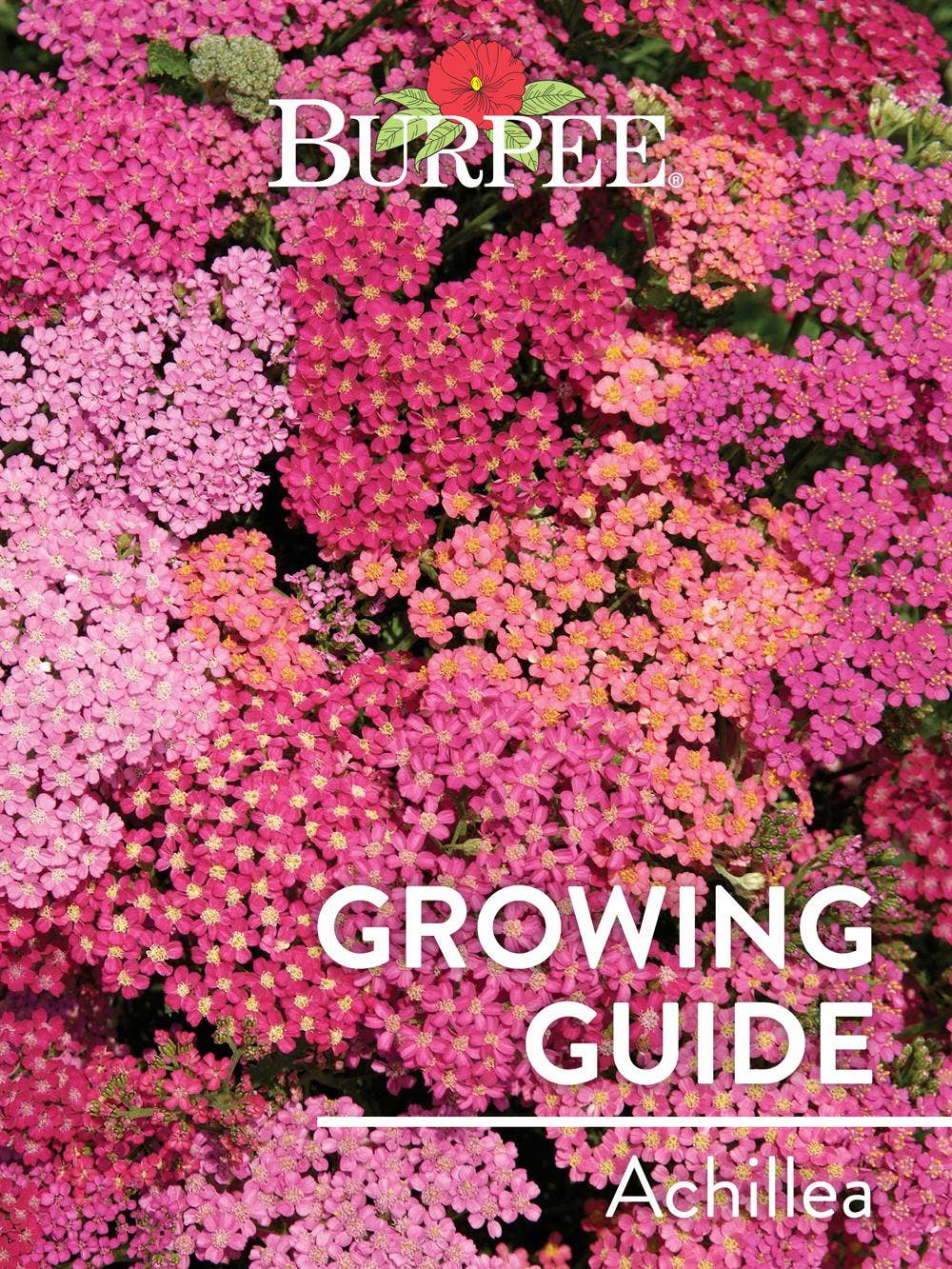Learn About Achillea