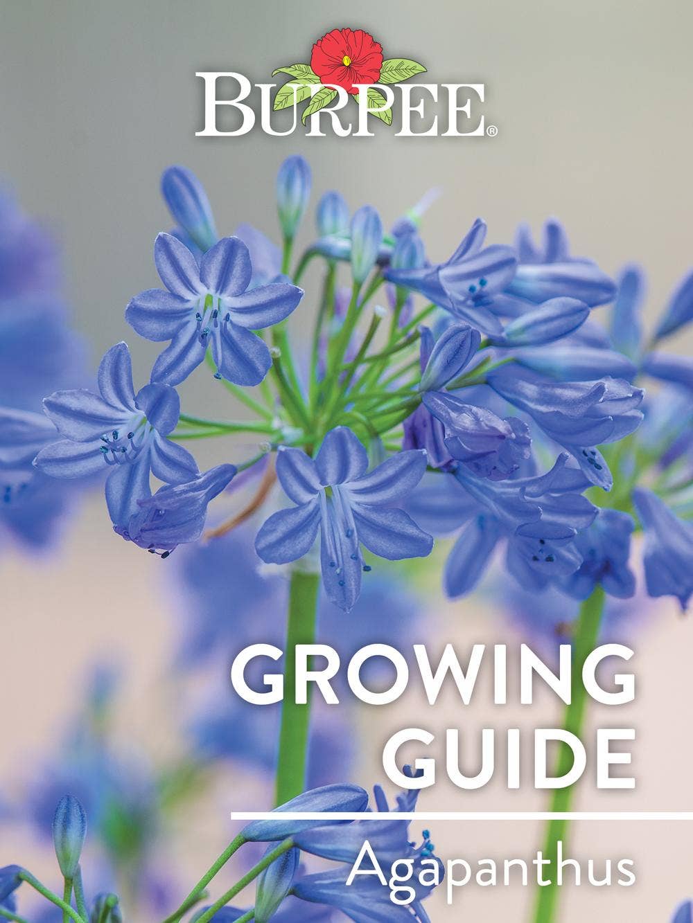 Learn About Agapanthus