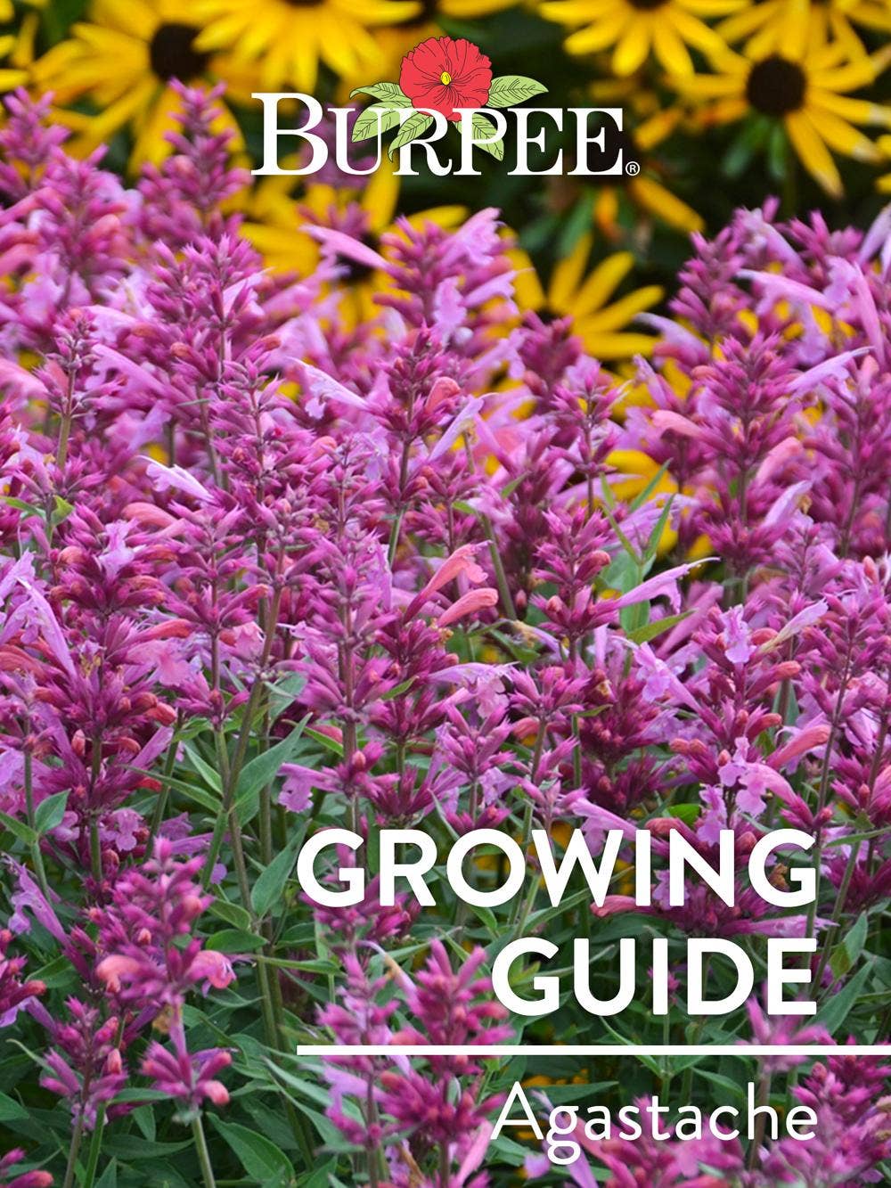 Learn About Agastache