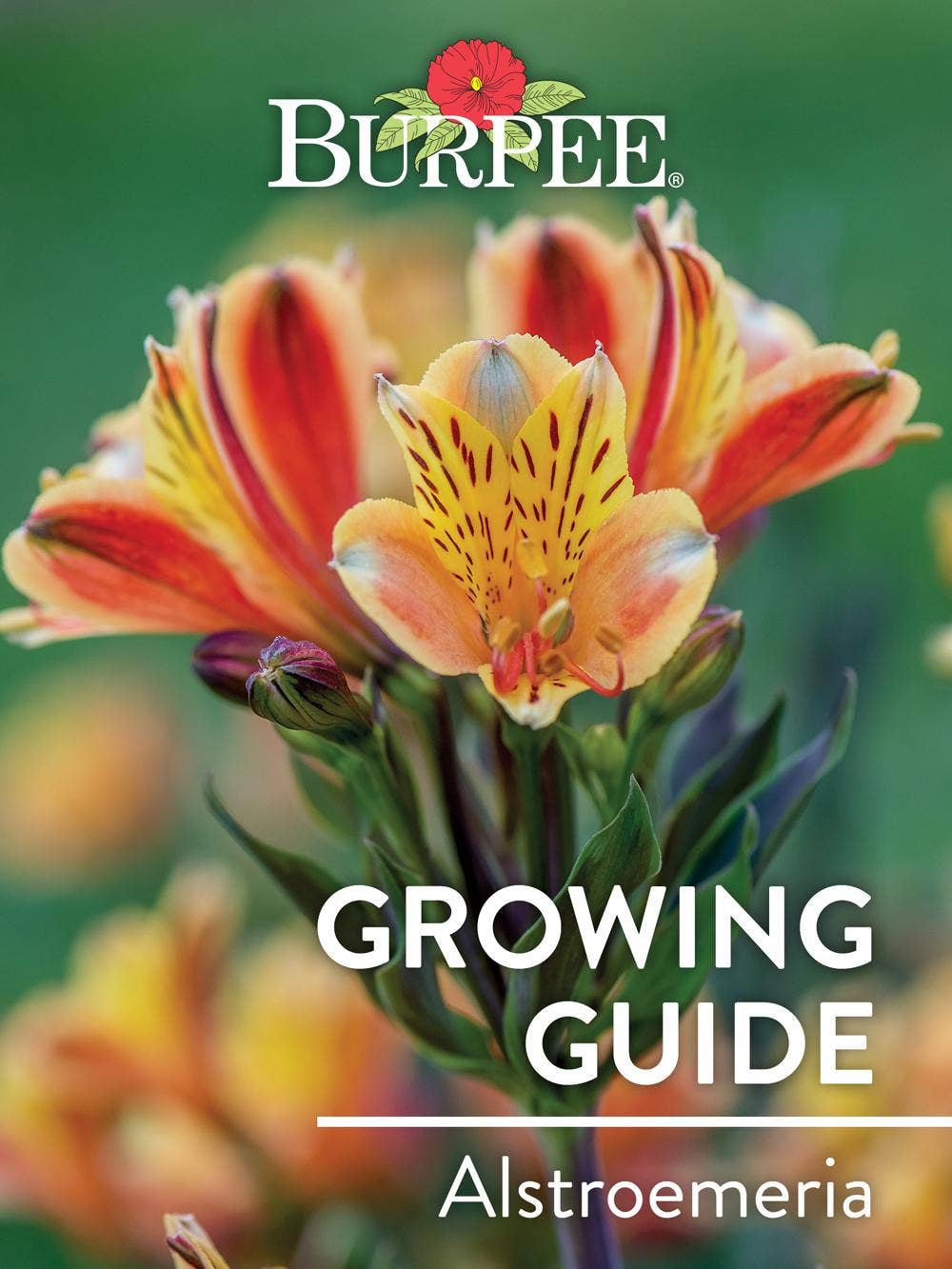Learn About Alstroemeria