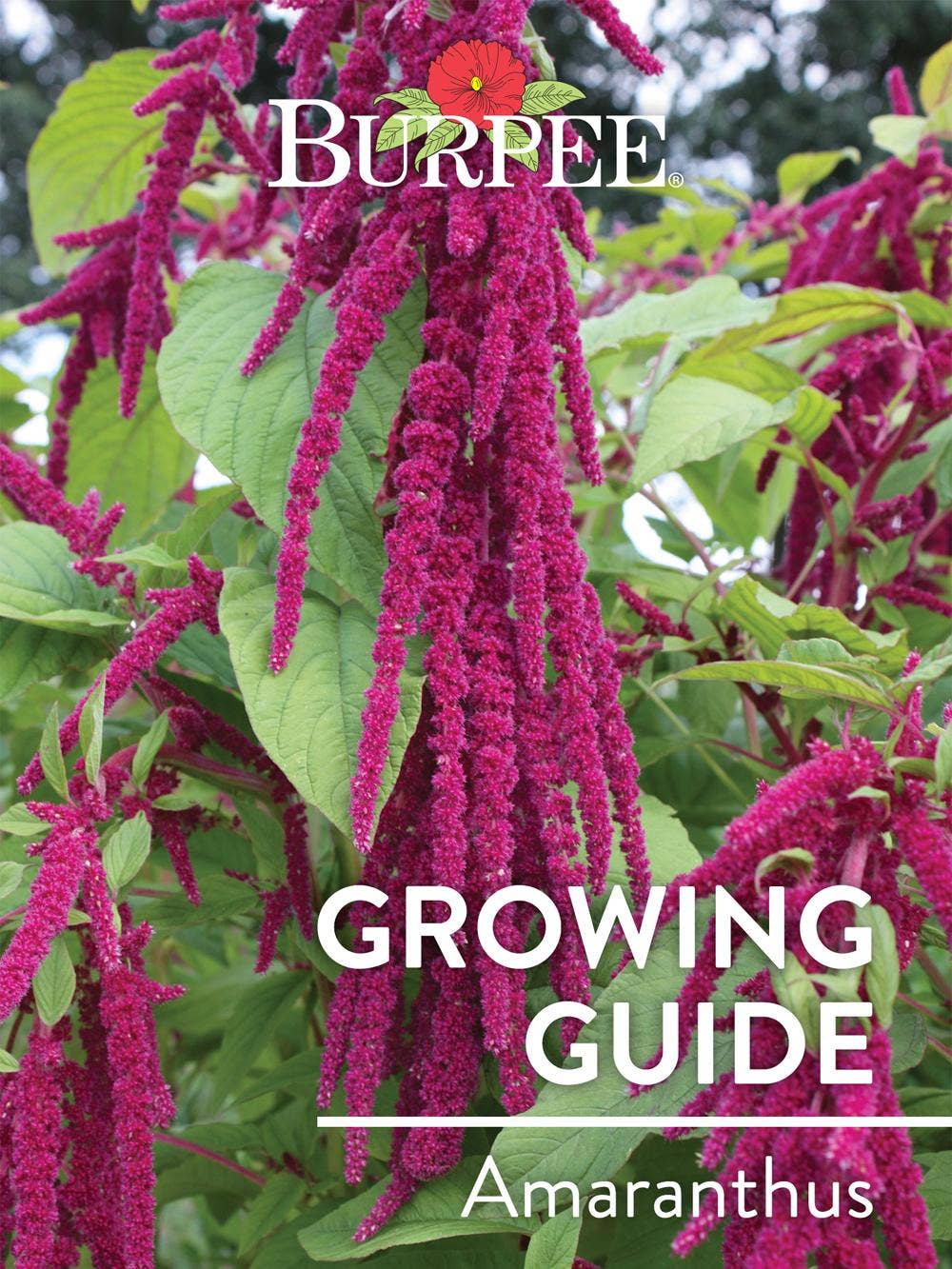 Learn About Amaranthus