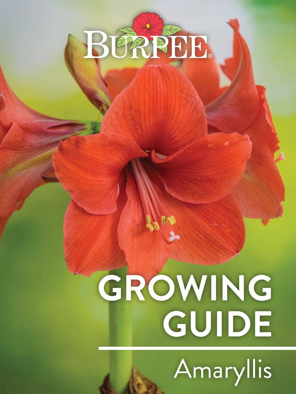 Learn About Amaryllis