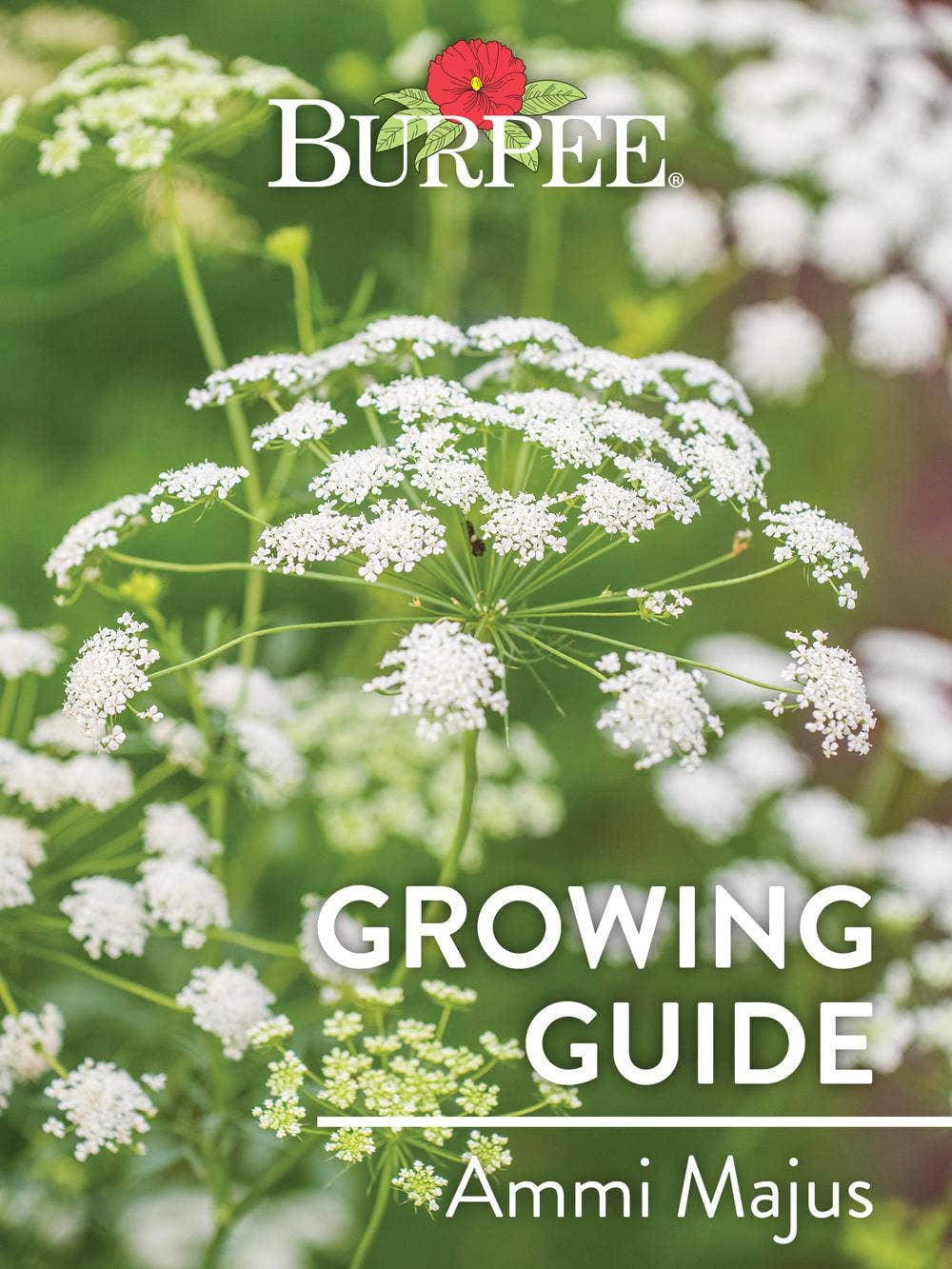Learn About Ammi Majus