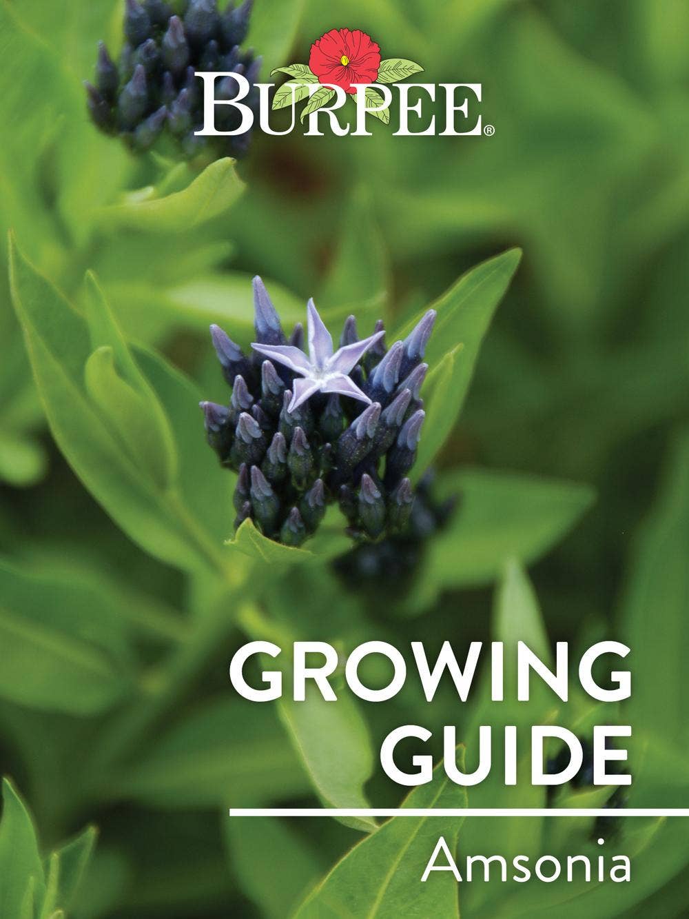 Learn About Amsonia