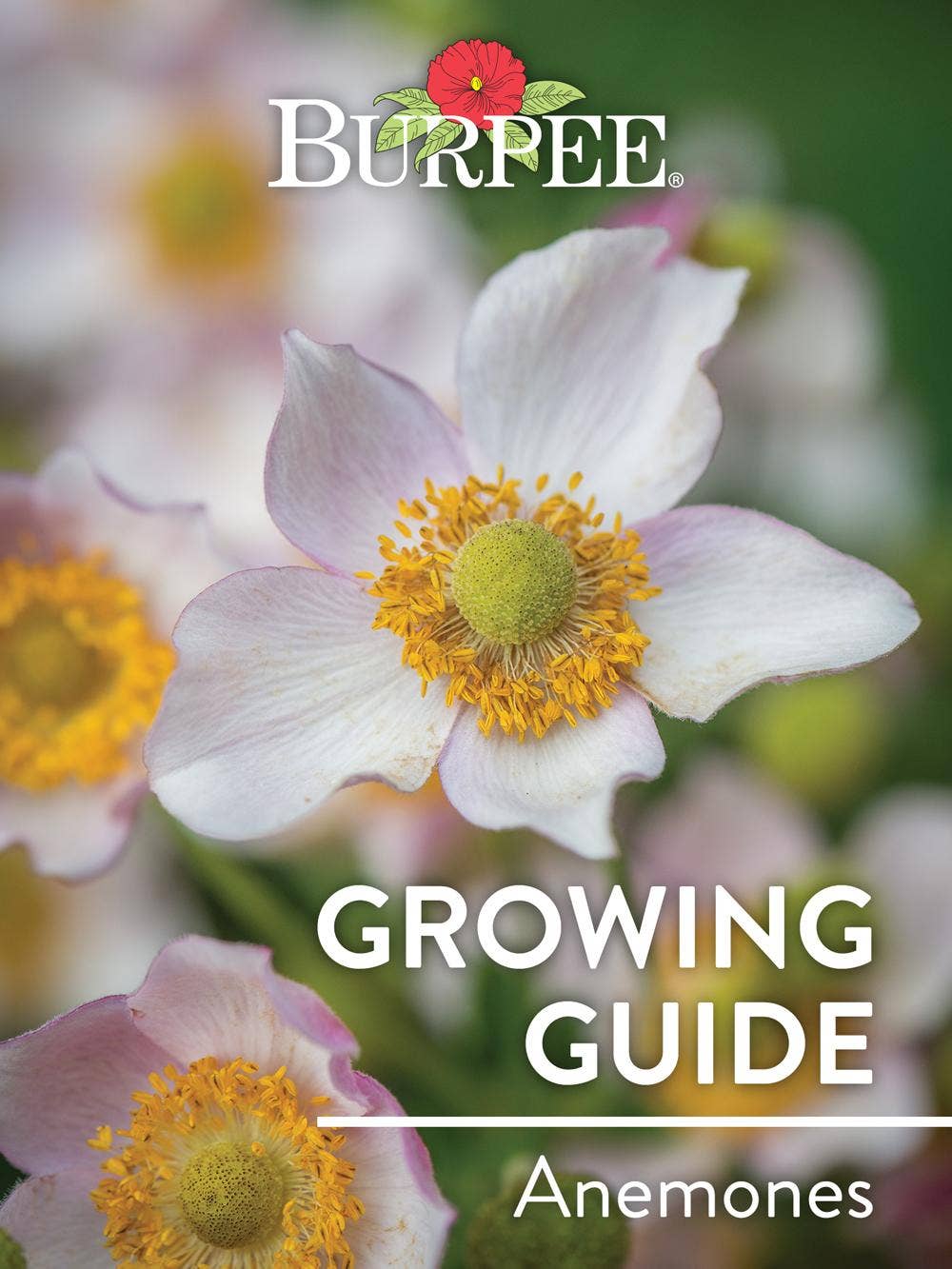 Learn About Anemones
