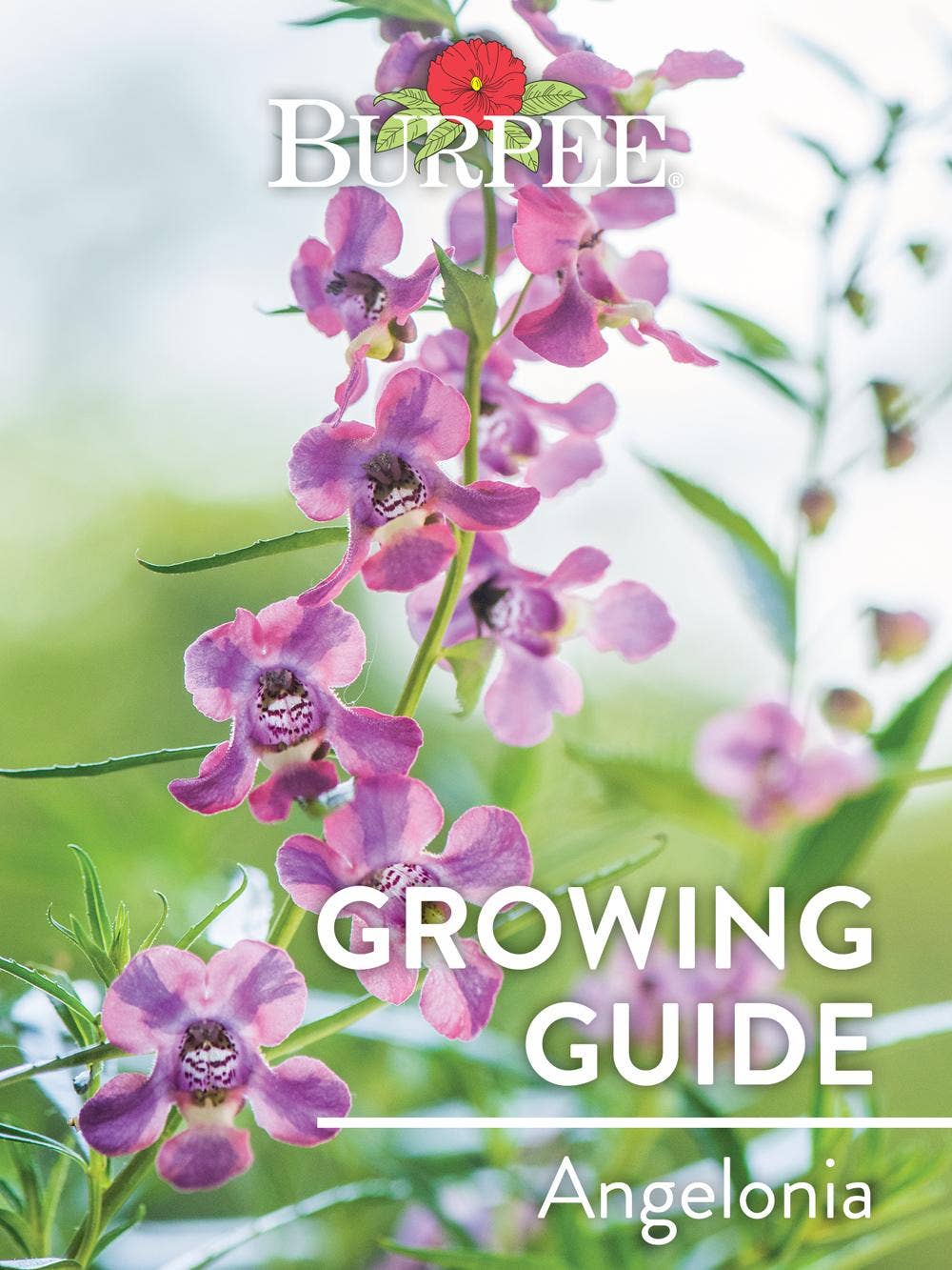 Learn About Angelonia