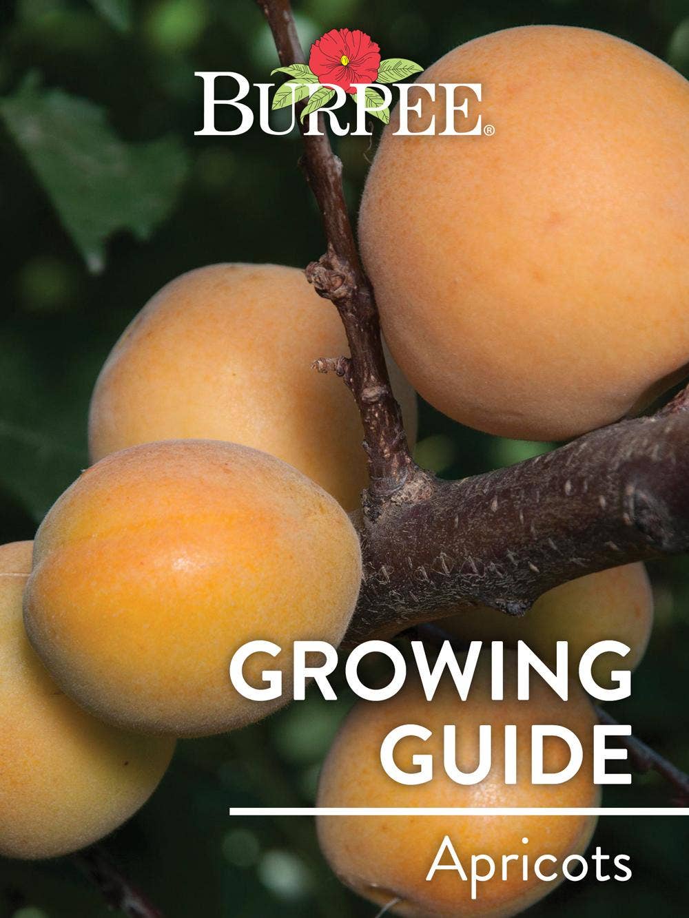 Learn About Apricots