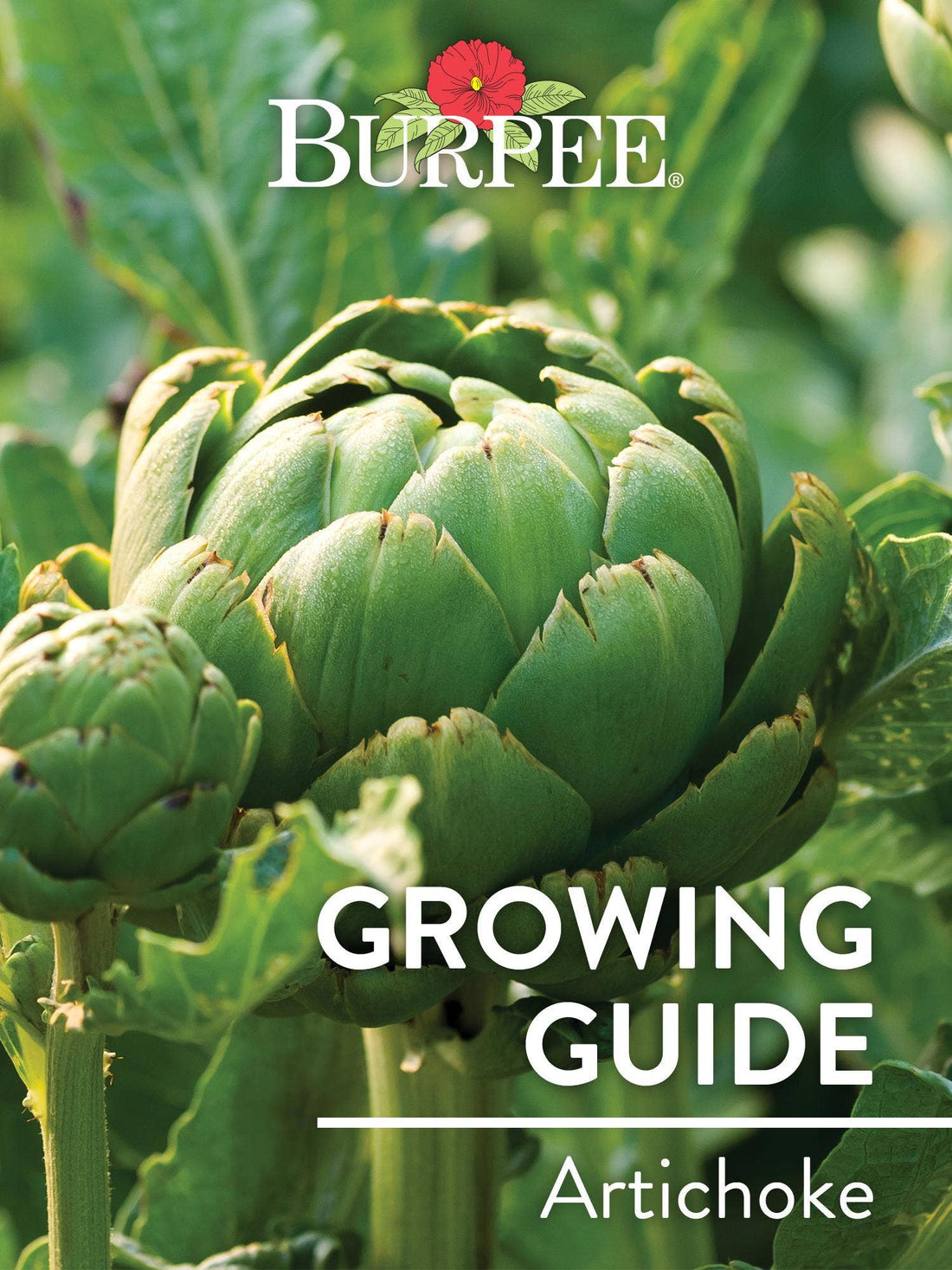 Learn About Artichokes