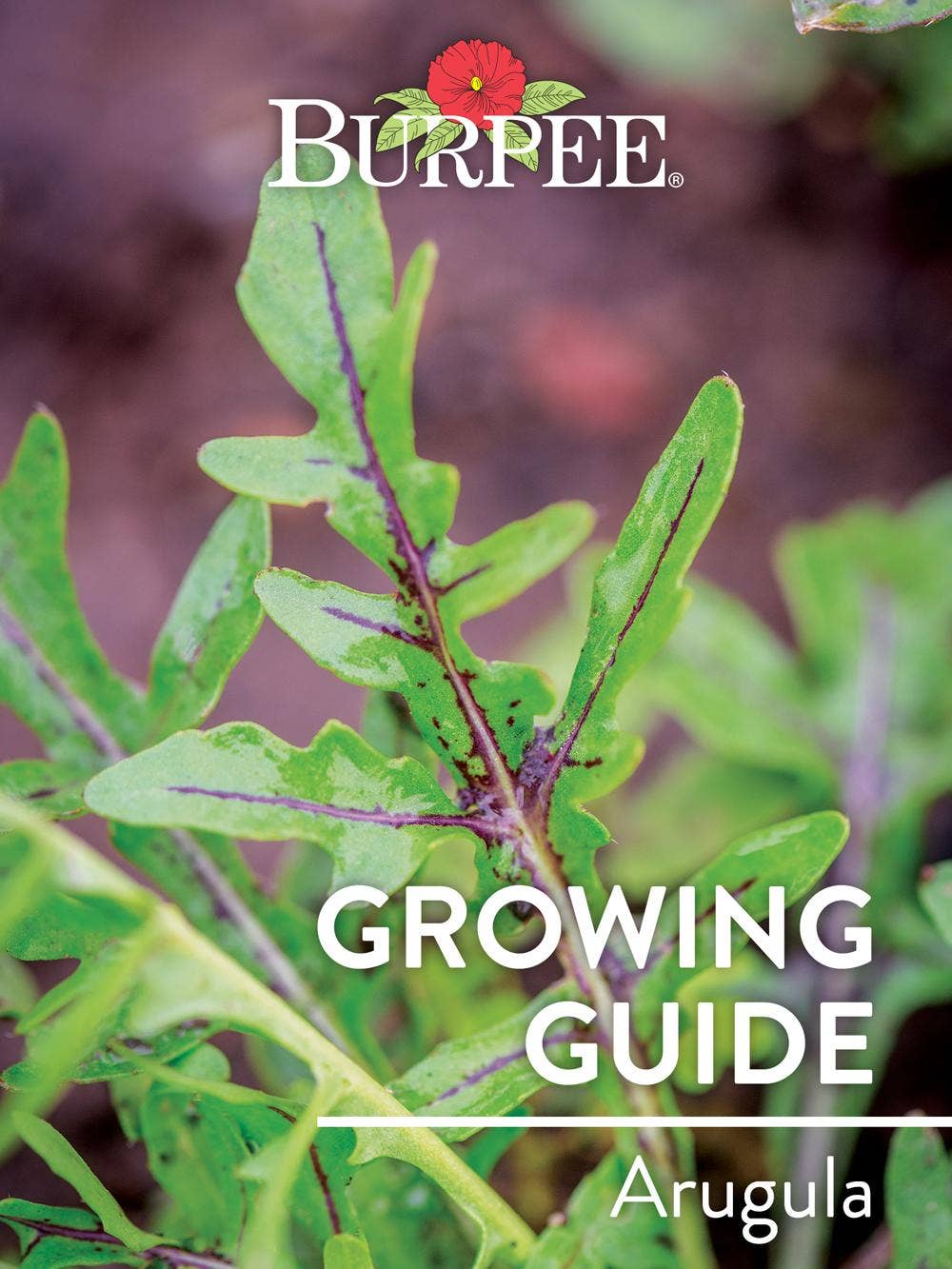 Growing Guide: Arugula