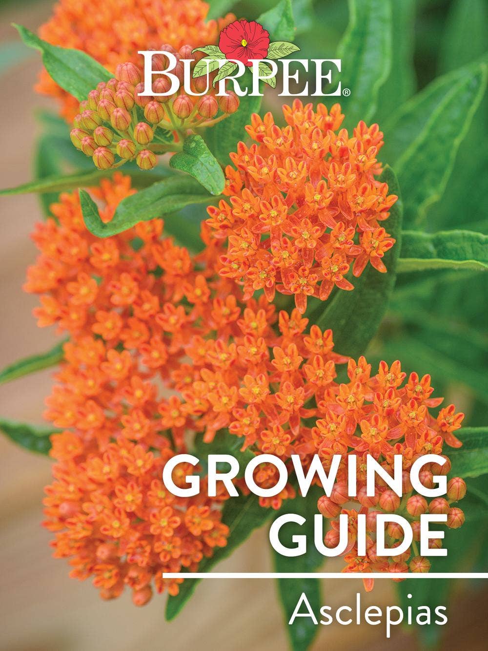 Learn About Asclepias