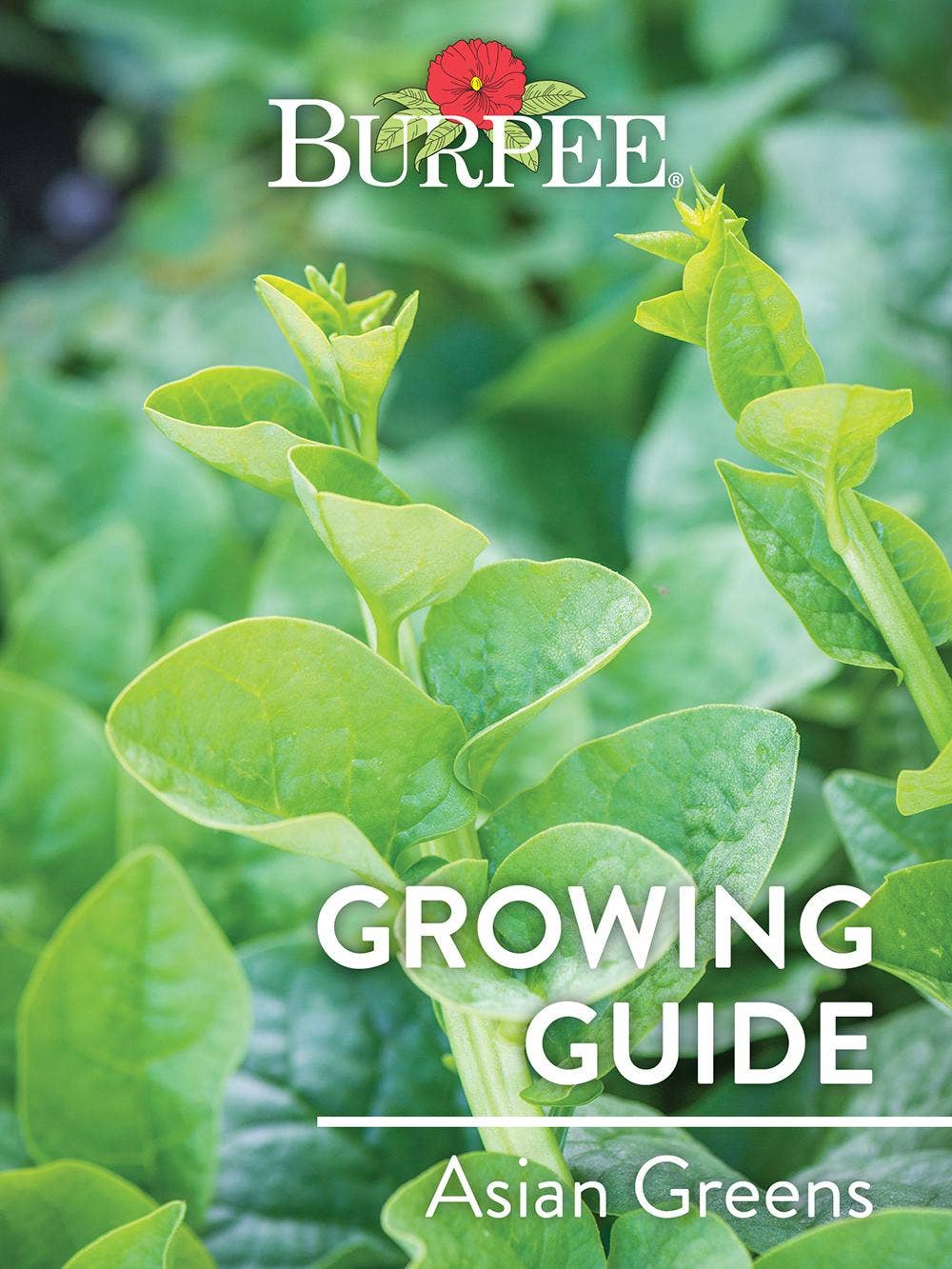 Learn About Asian Greens