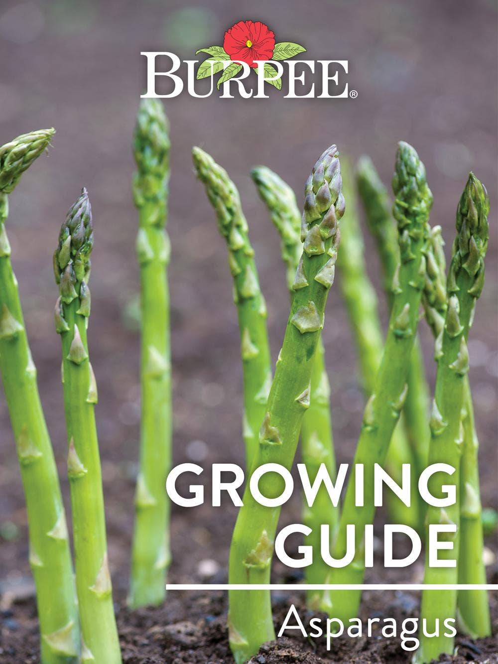 Learn About Asparagus