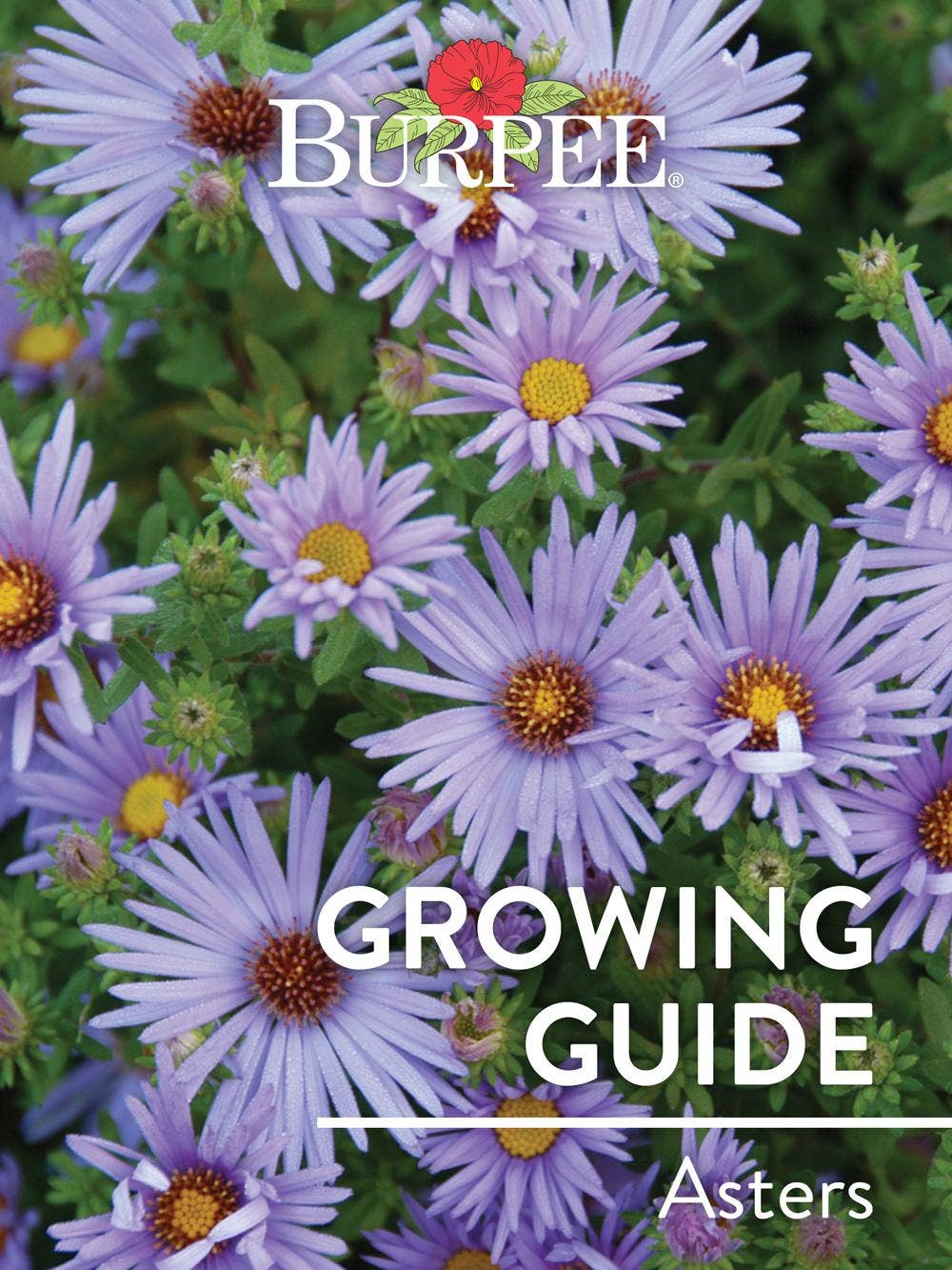 Learn About Asters