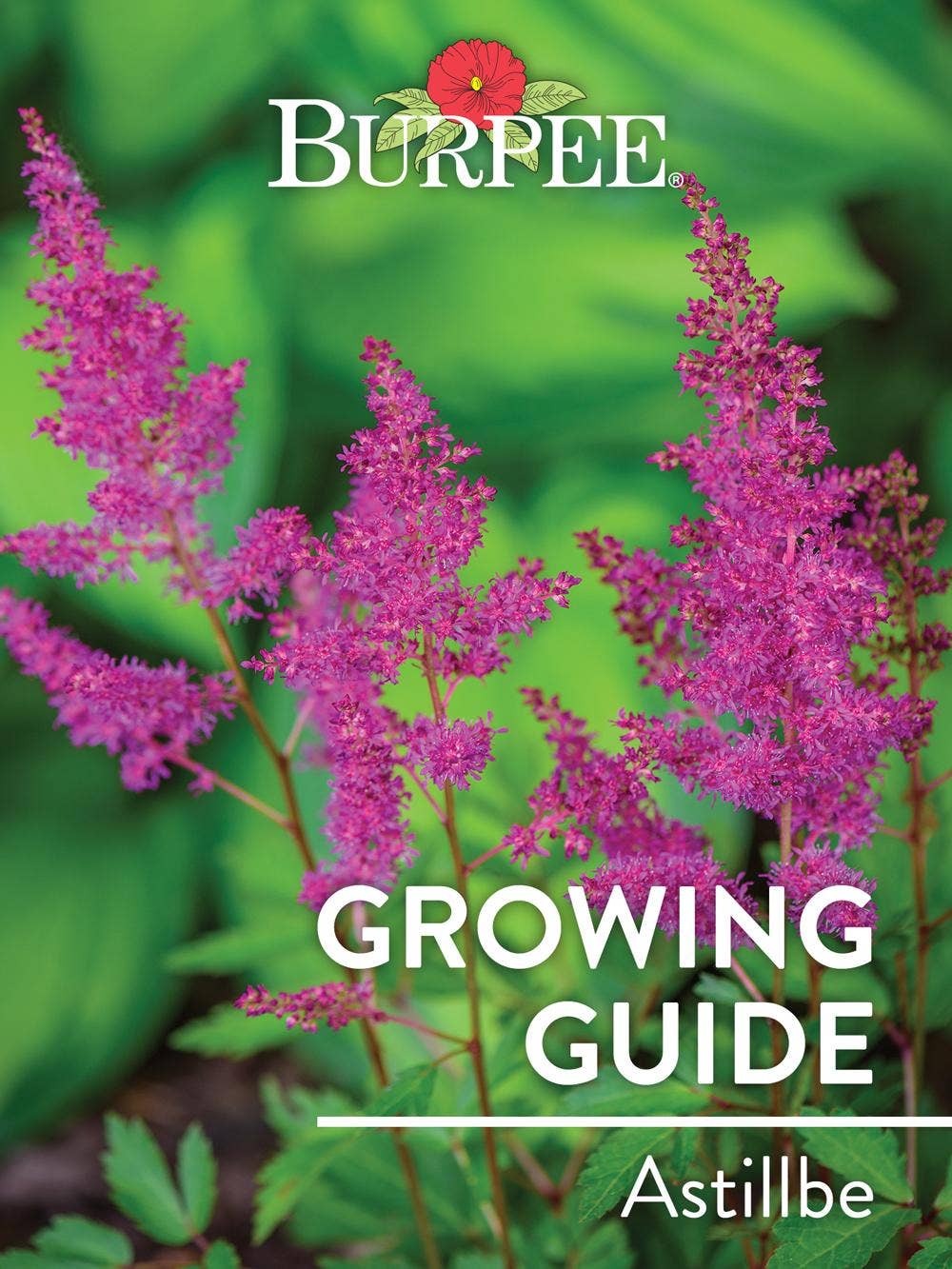 Learn About Astilbe