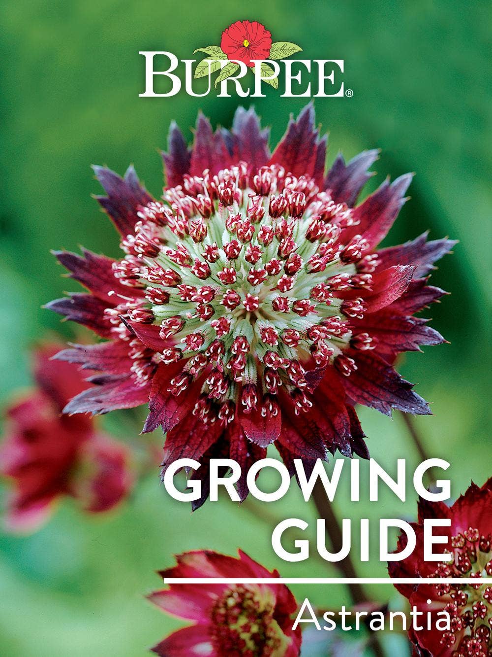Learn About Astrantia