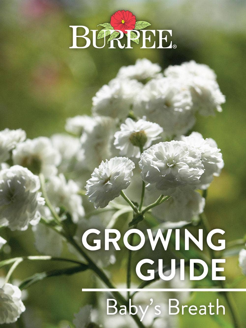 Learn About Baby's Breath