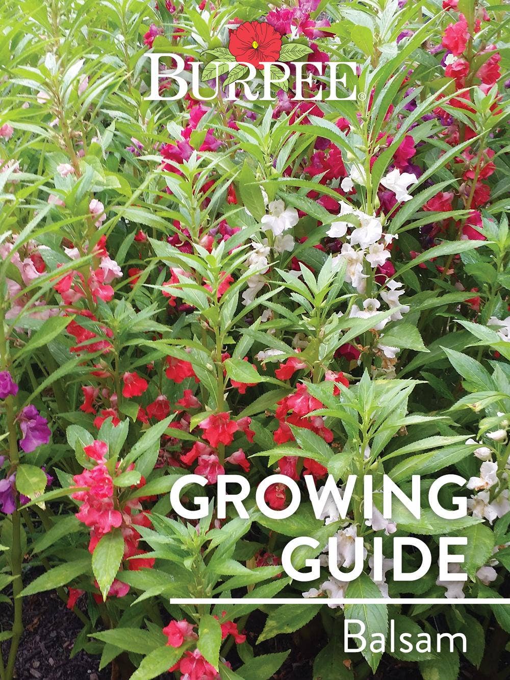 Learn About Balsam