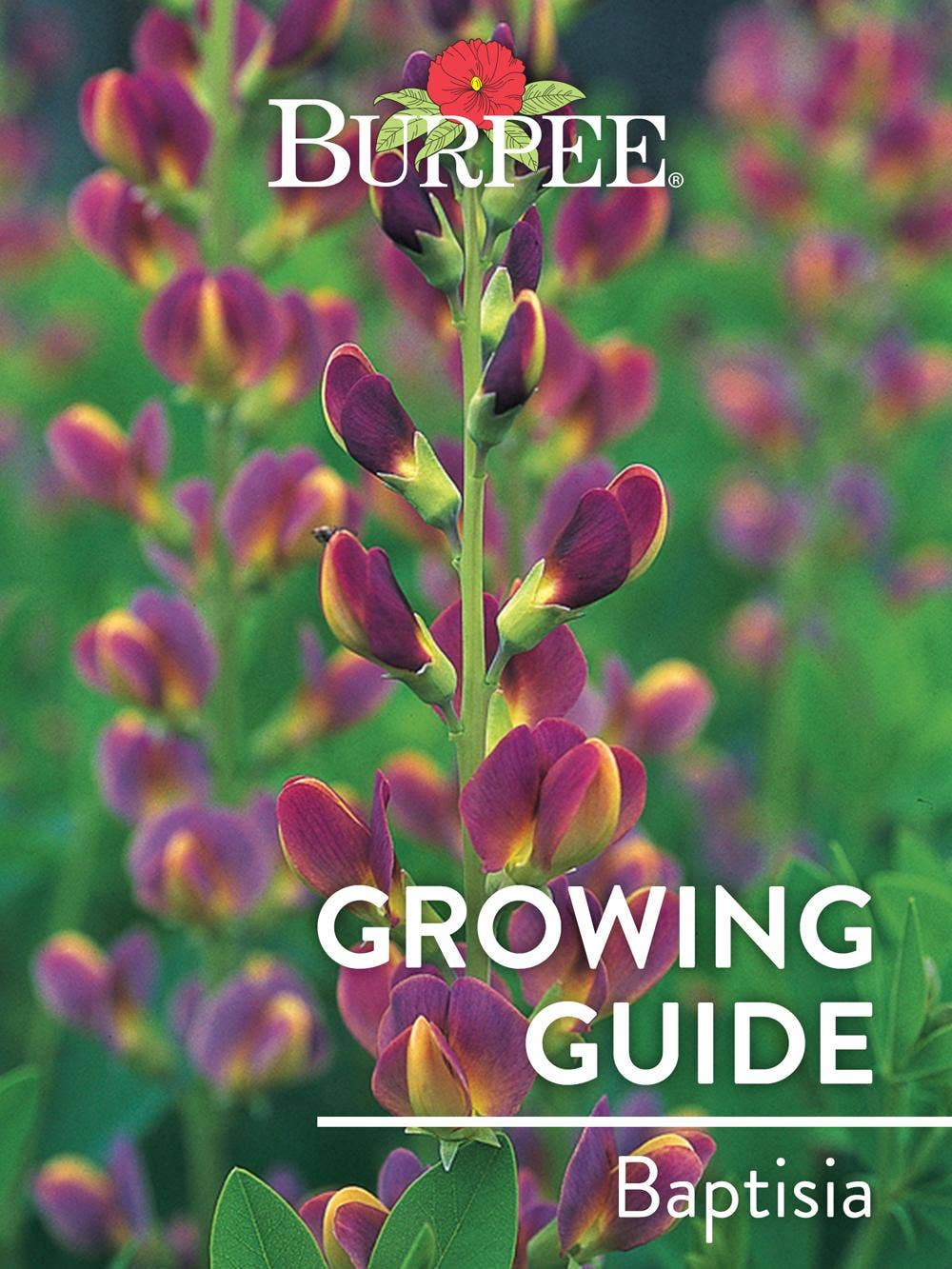 Learn About Baptisia