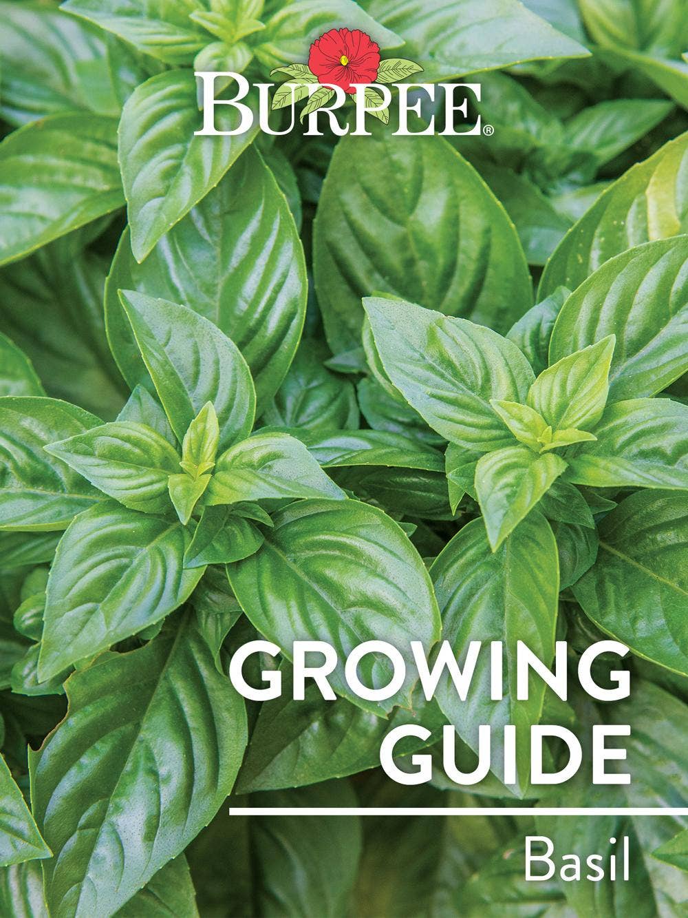Learn About Basil