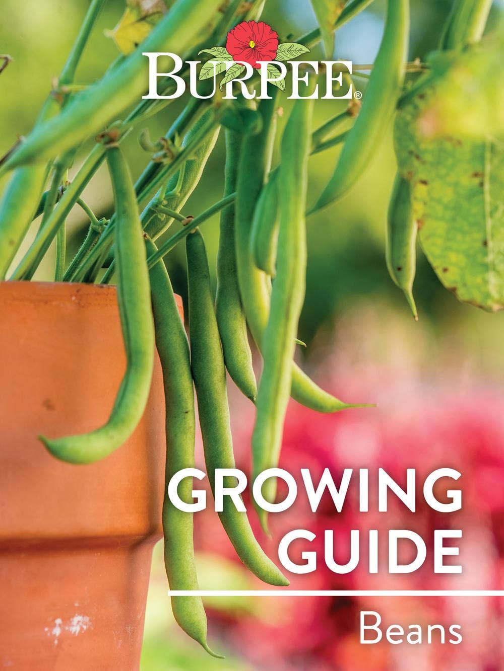 Learn About Beans