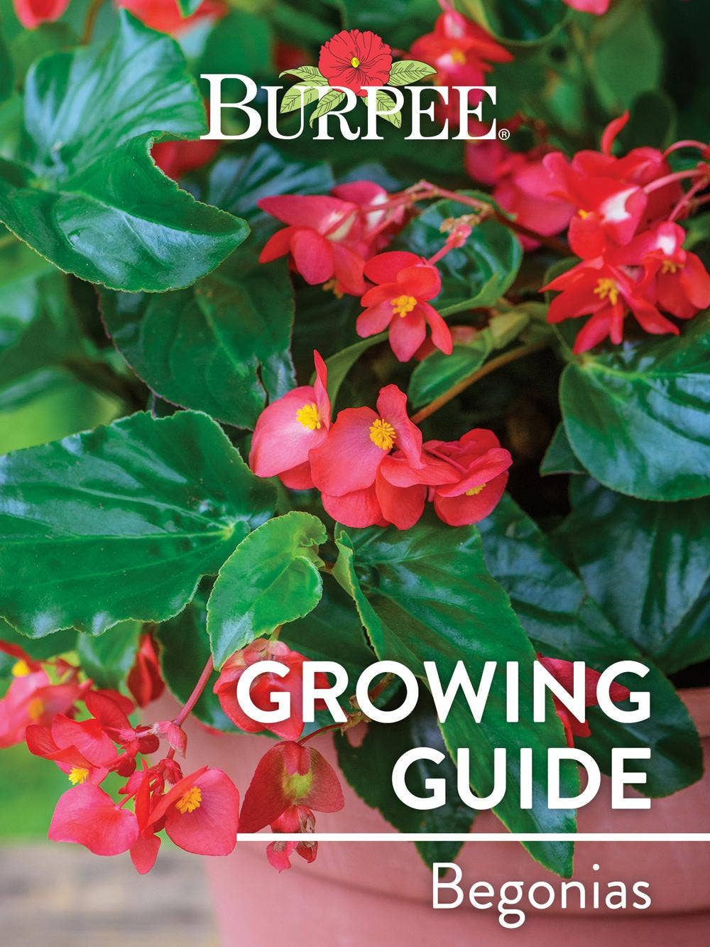 Learn About Begonias