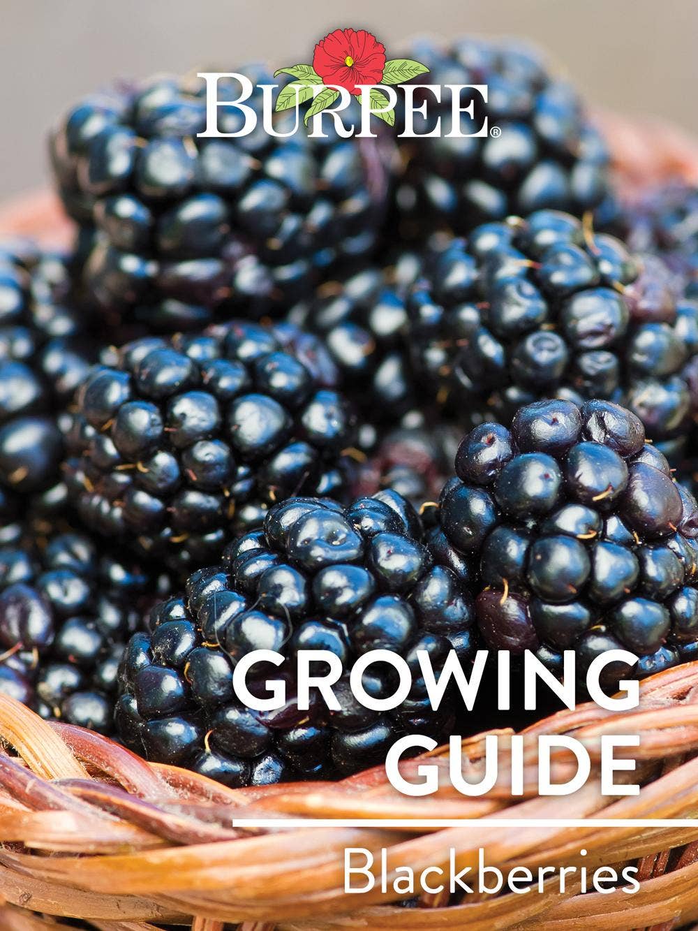 Learn About Blackberries