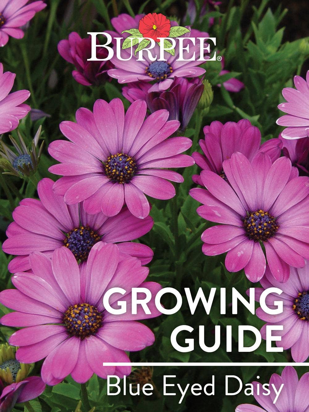 Learn About Blue Eyed Daisy