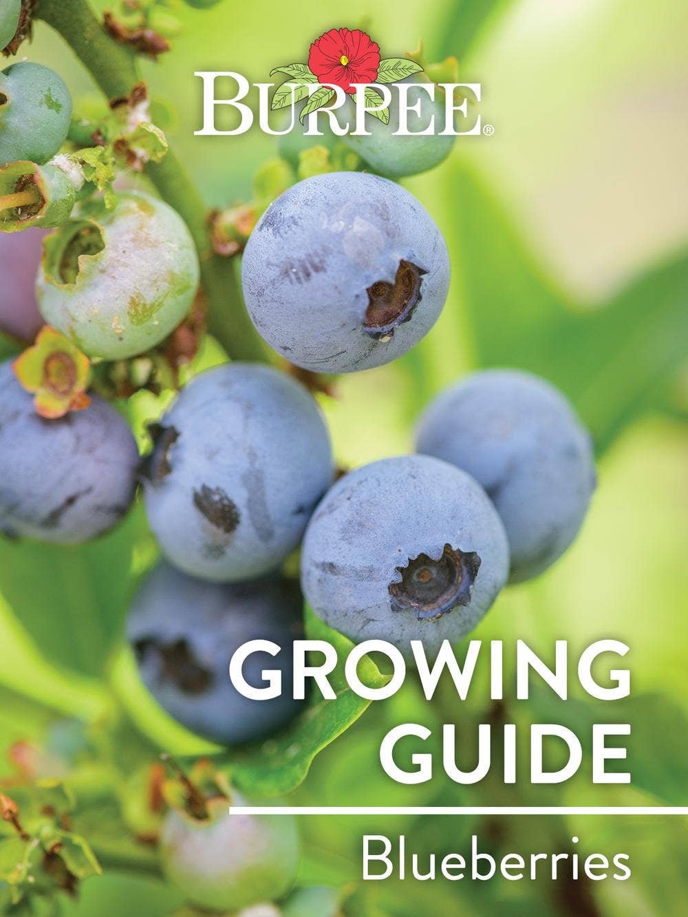 Learn About Blueberries