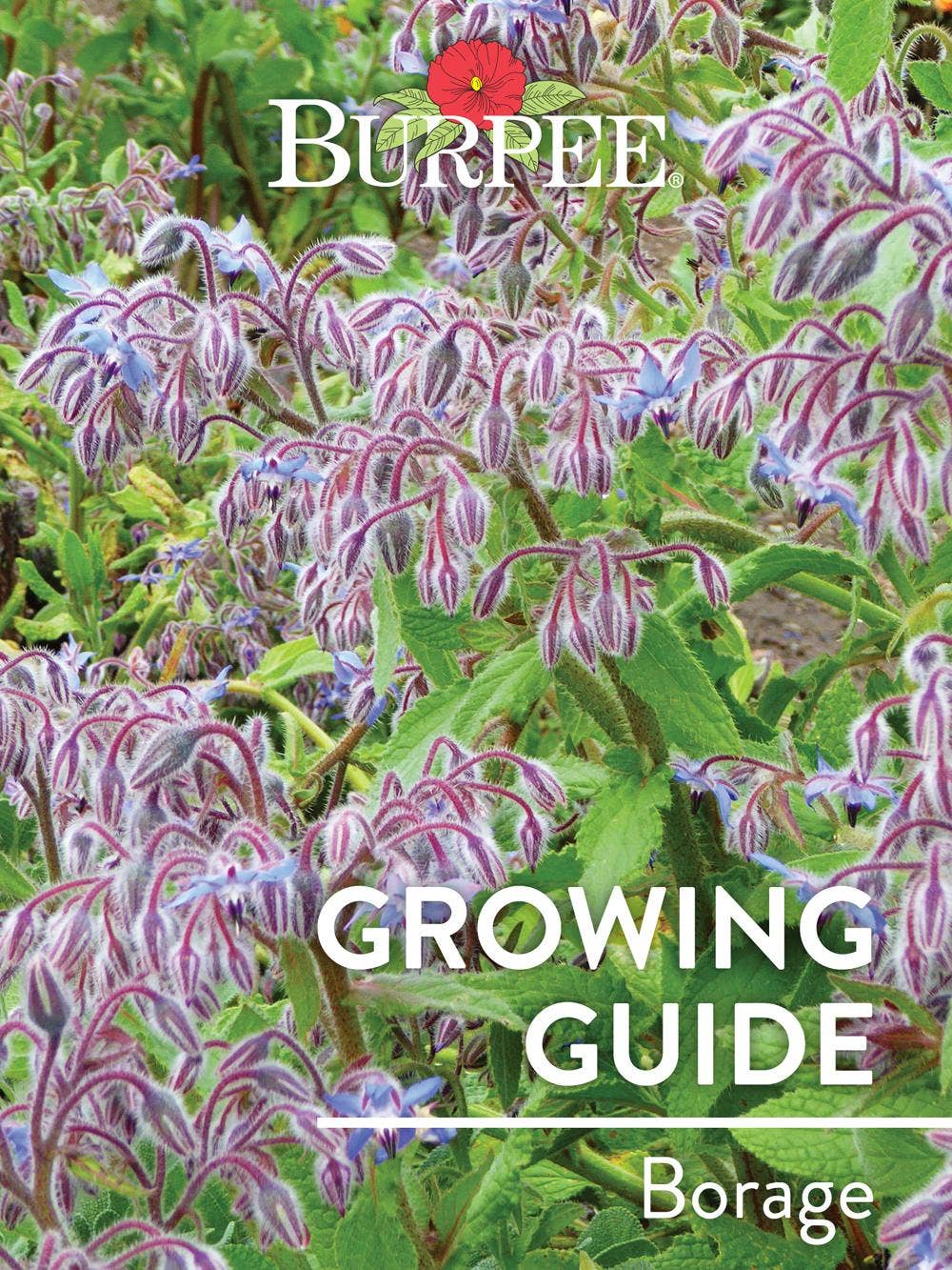 Learn About Borage