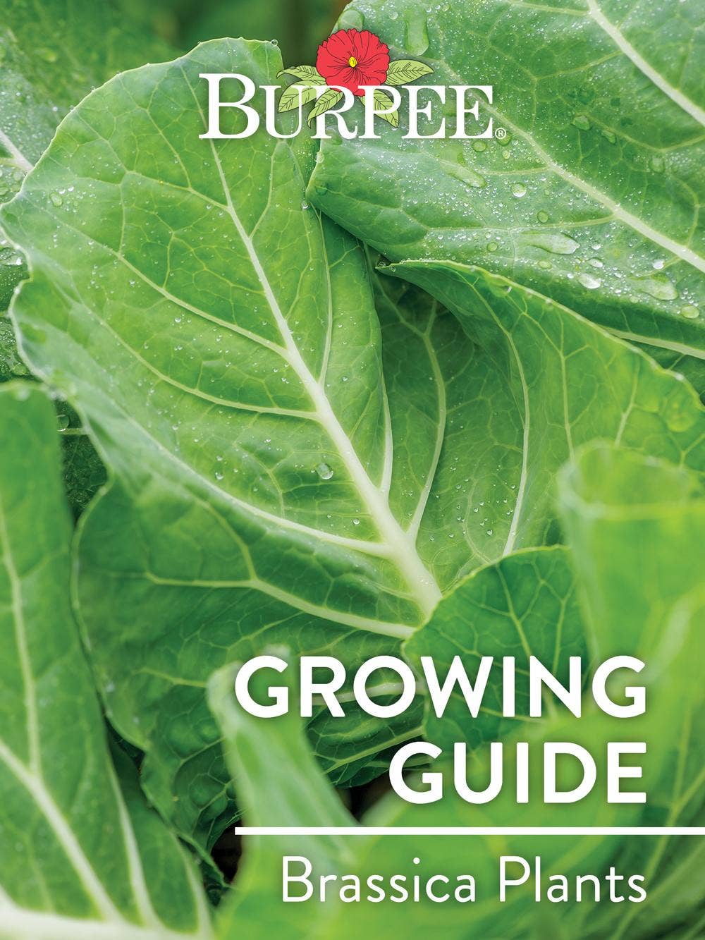 Learn About Brassica Plants