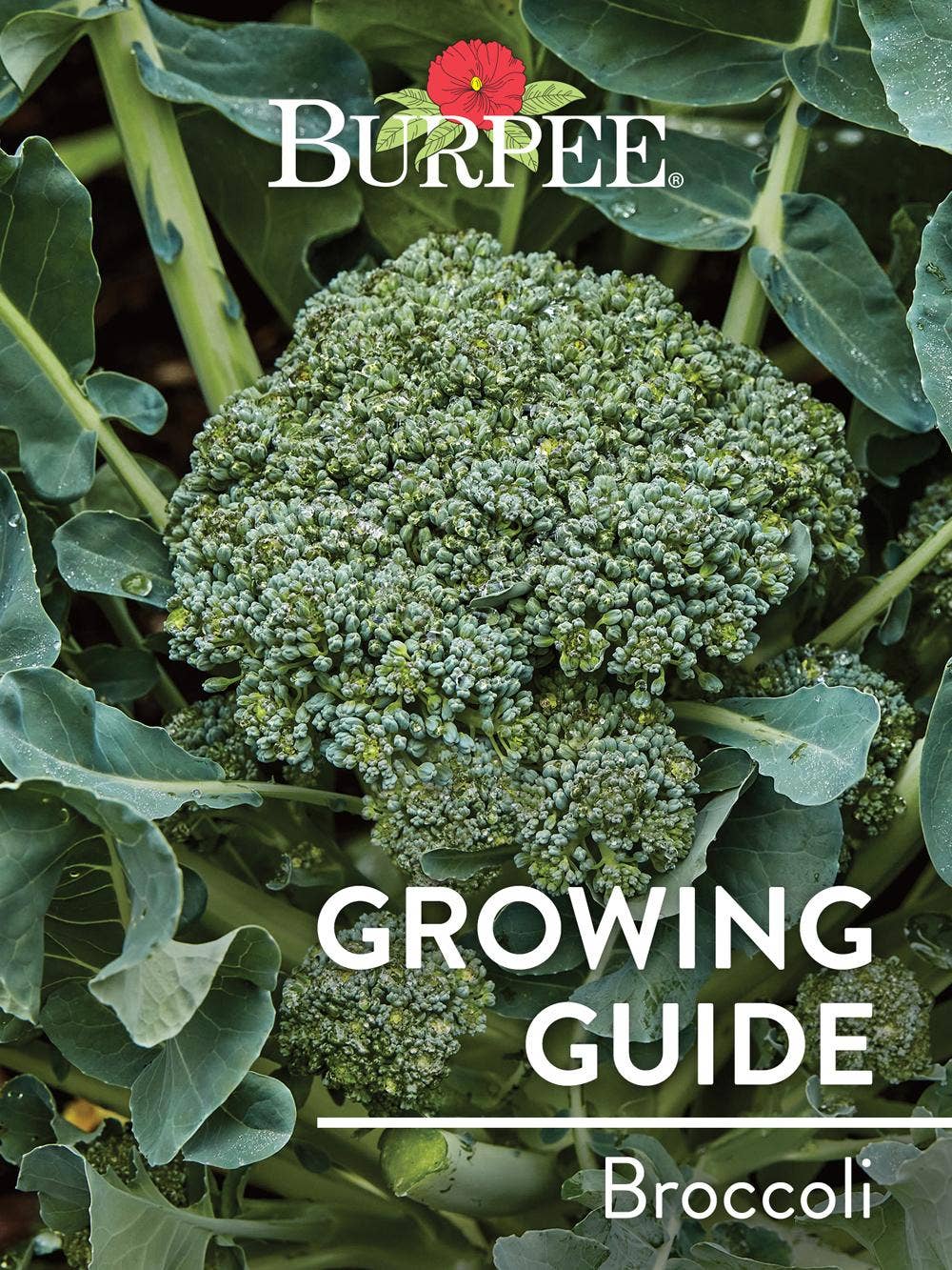 Learn About Broccoli
