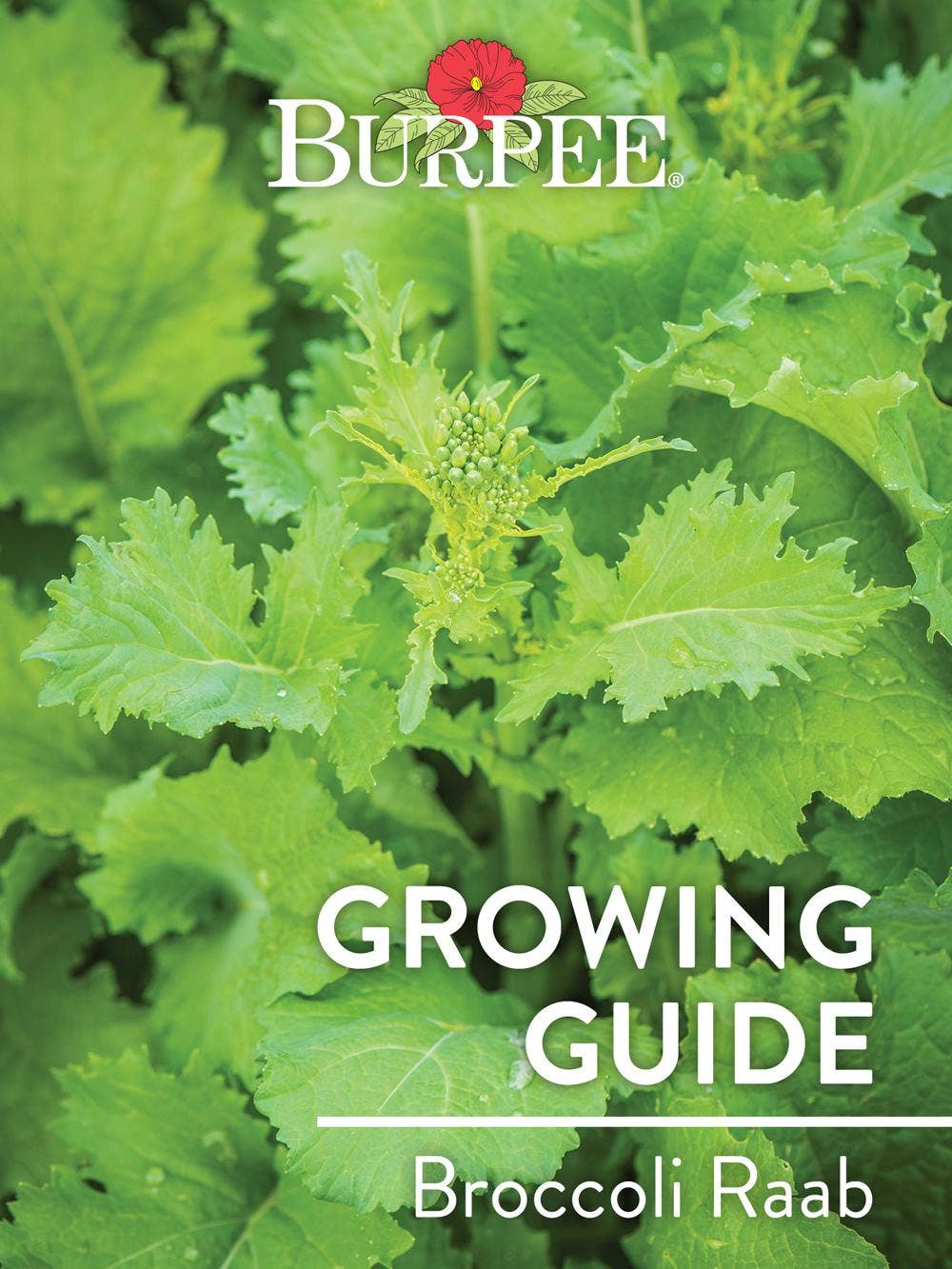 Learn About Broccoli Raab