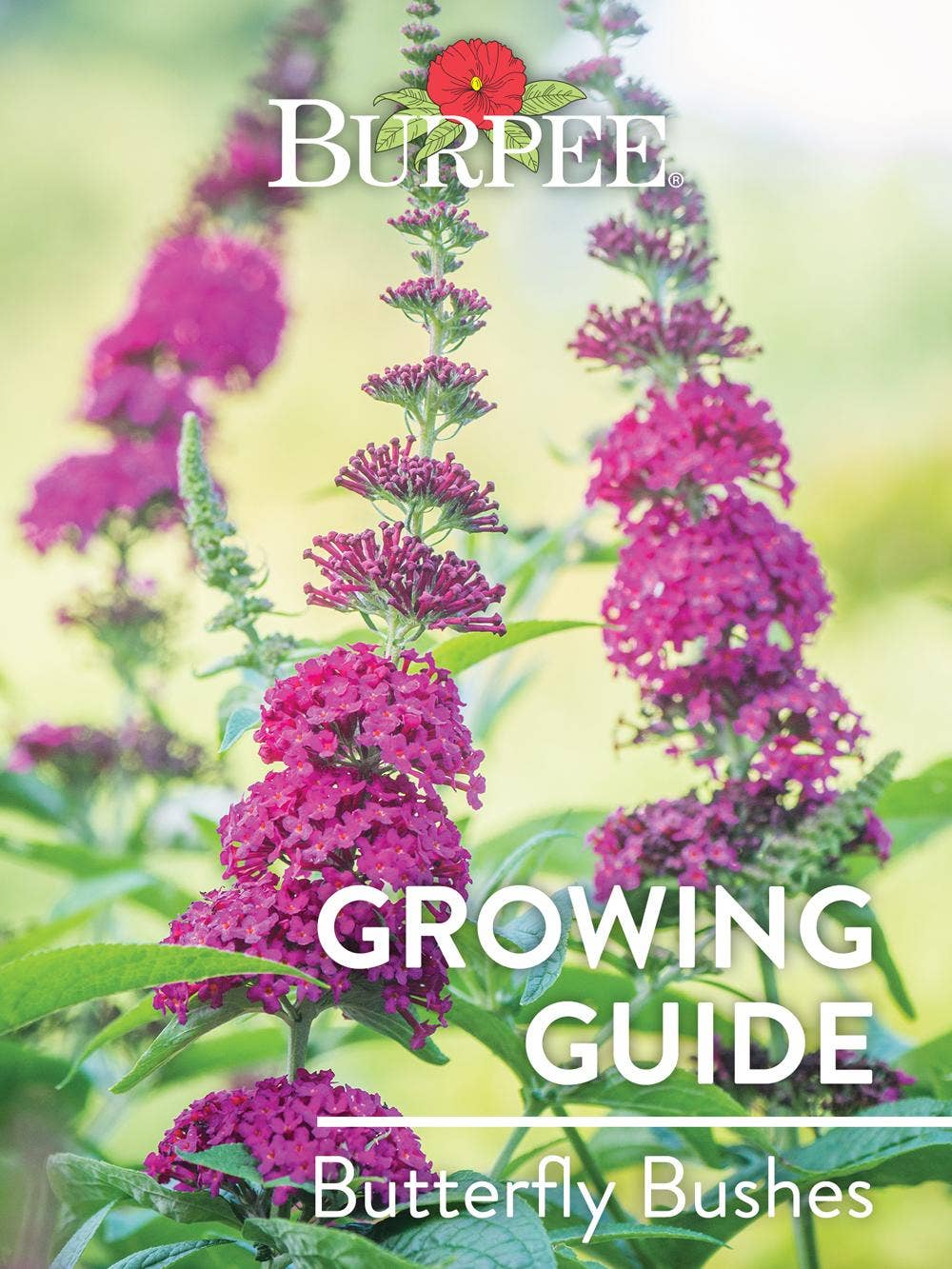 Learn About Butterfly Bushes
