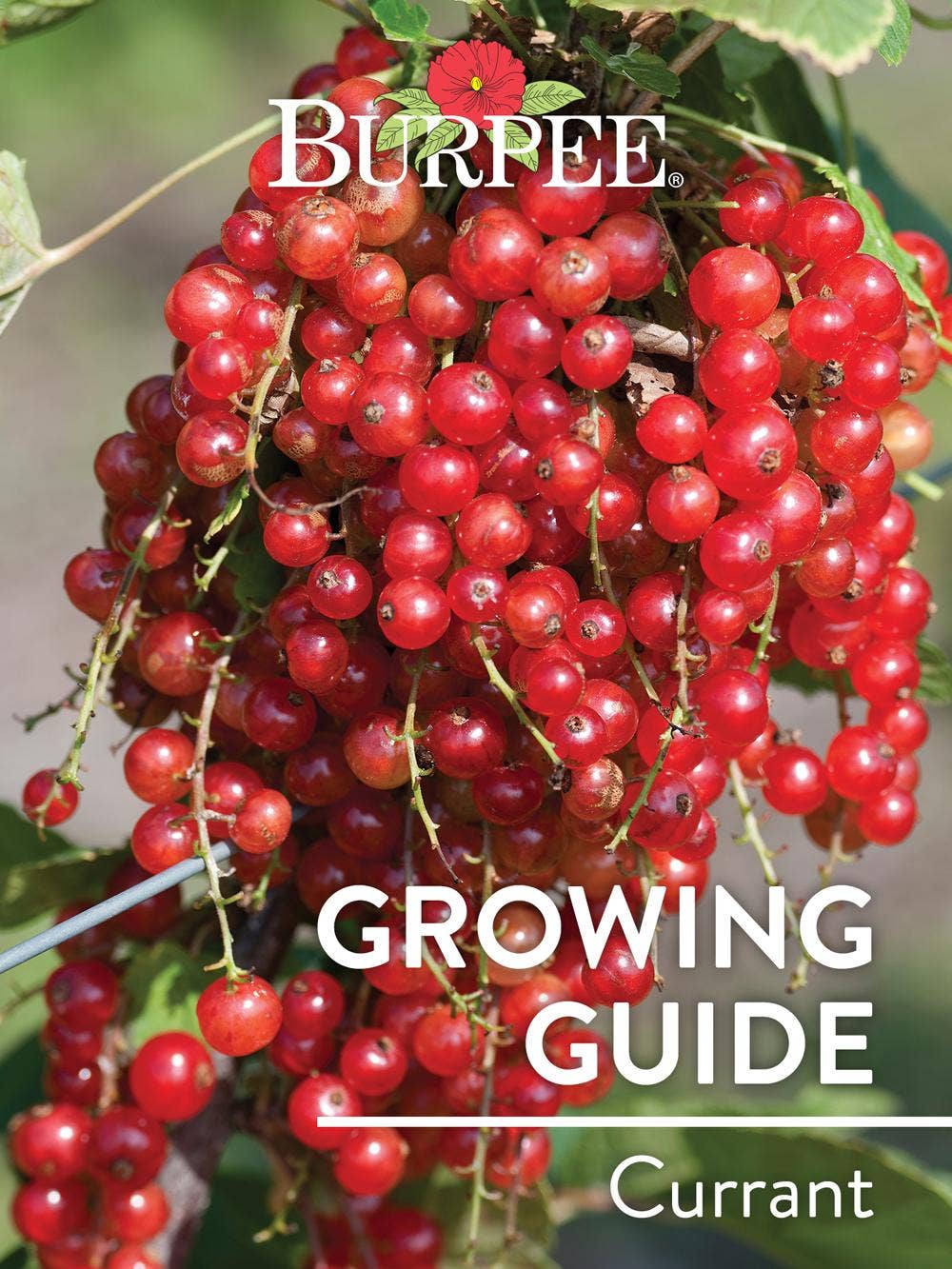 Learn About Currants