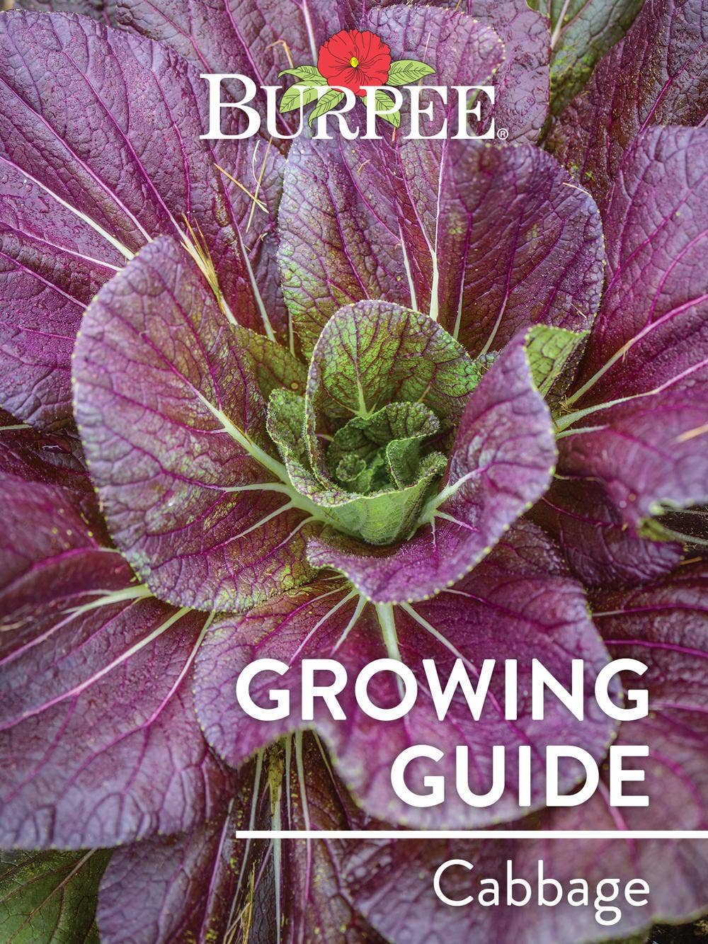 Learn About Cabbage