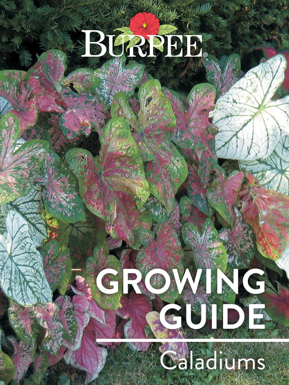 Learn About Caladiums