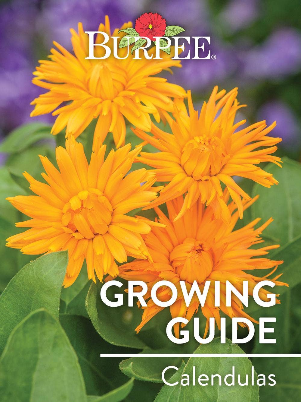 Learn About Calendulas