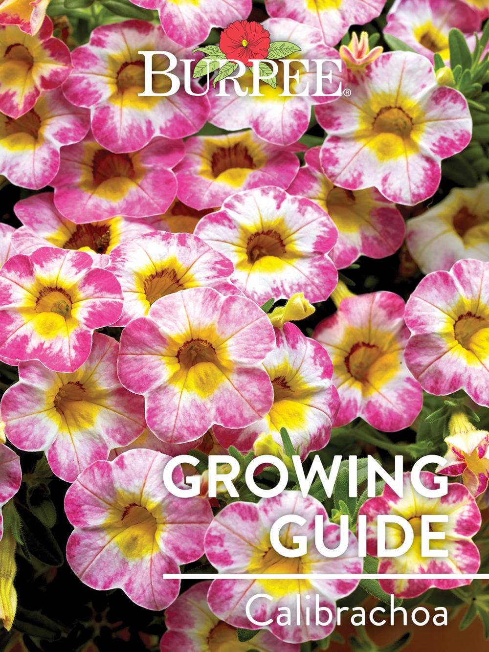 Learn About Calibrachoa