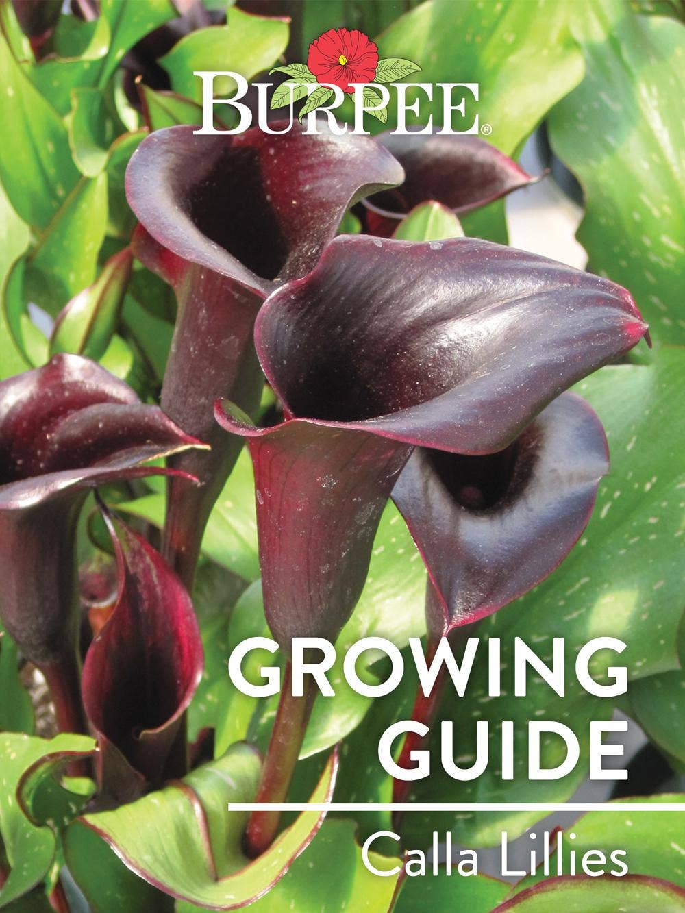 Learn About Calla Lillies
