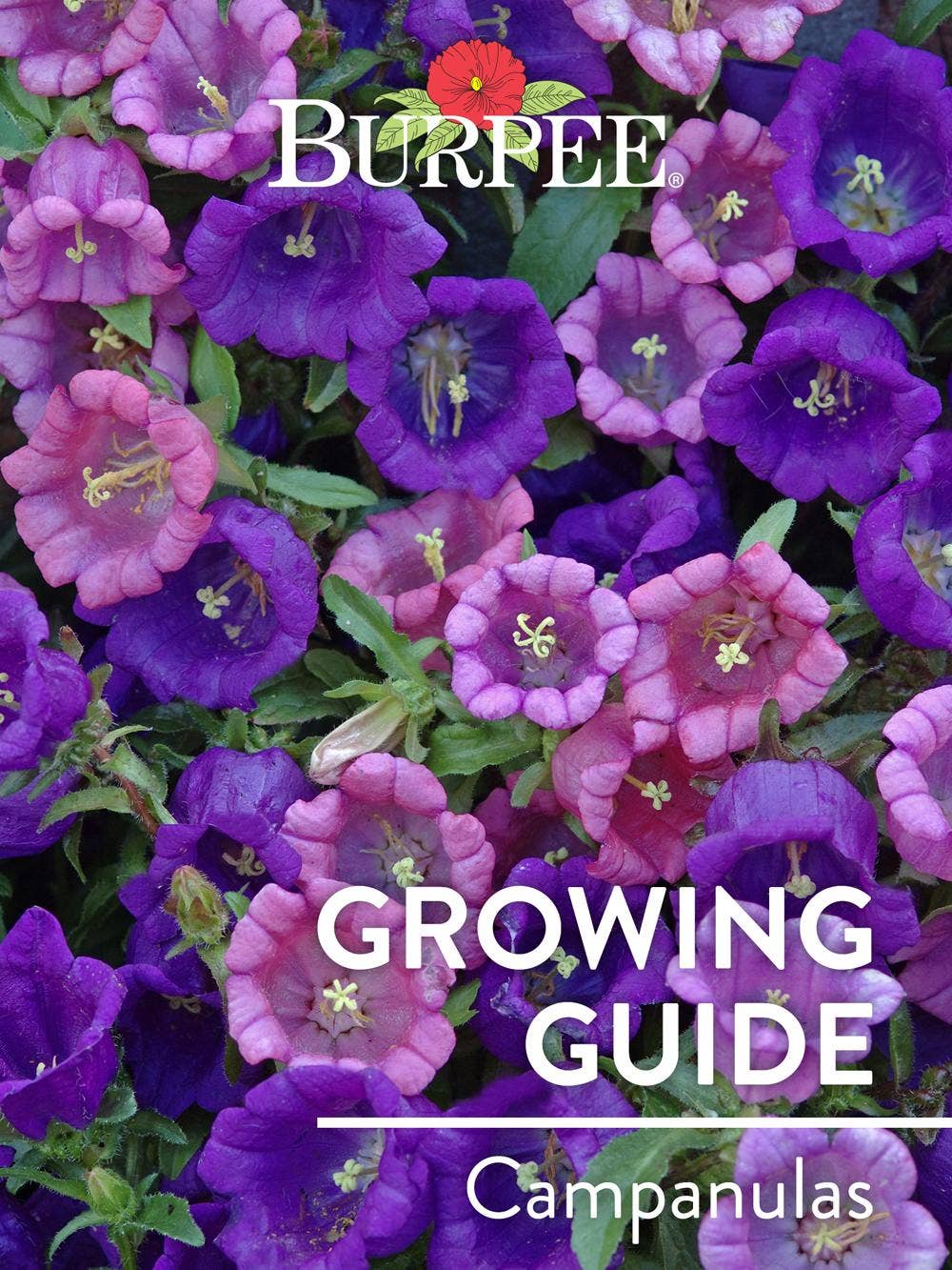Learn About Campanulas