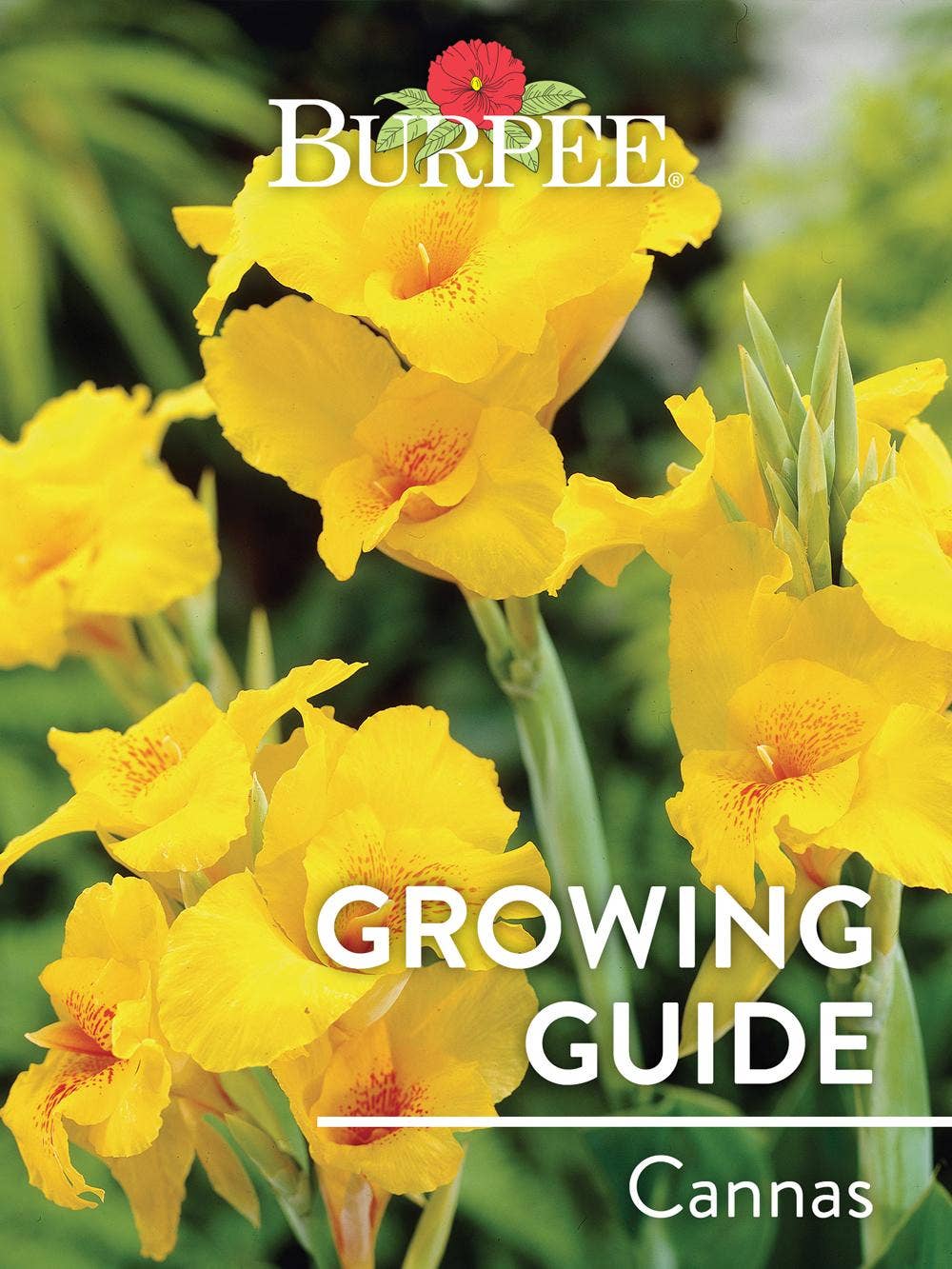 Learn About Cannas