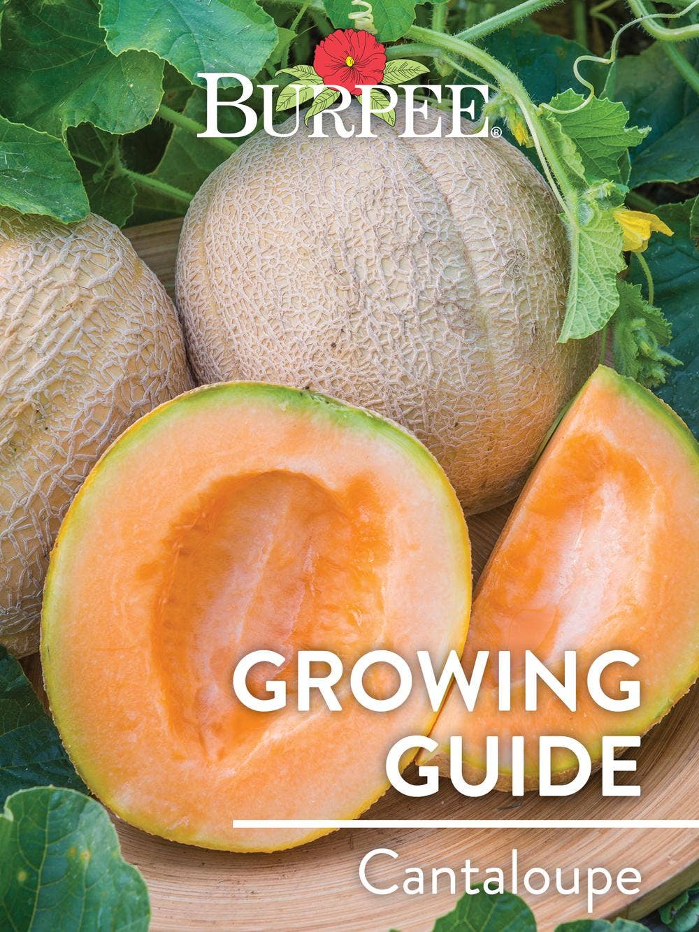 Learn About Cantaloupe
