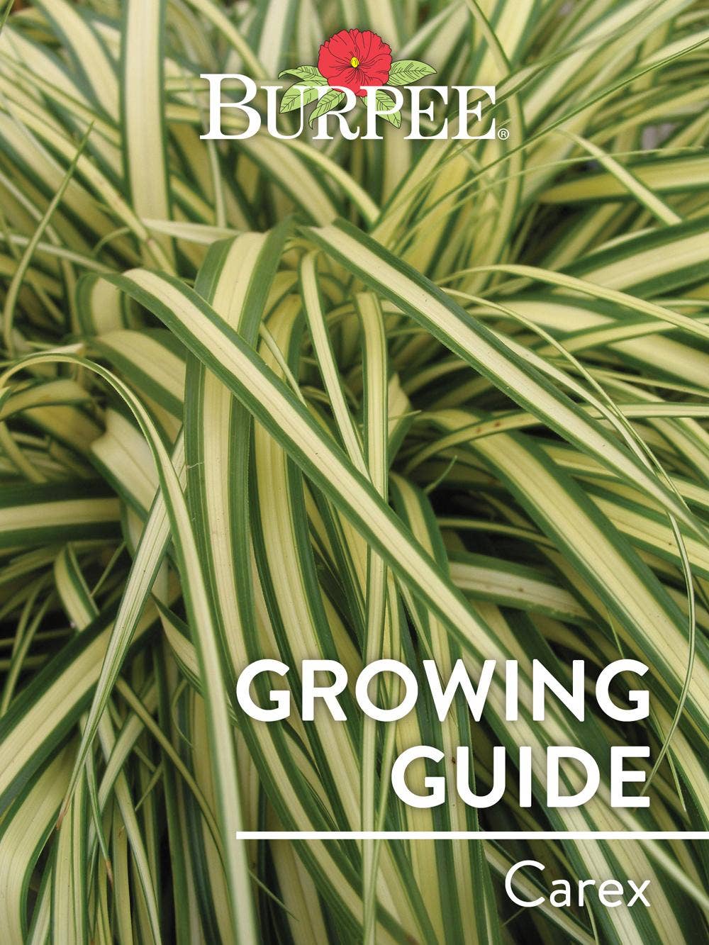 Learn About Carex
